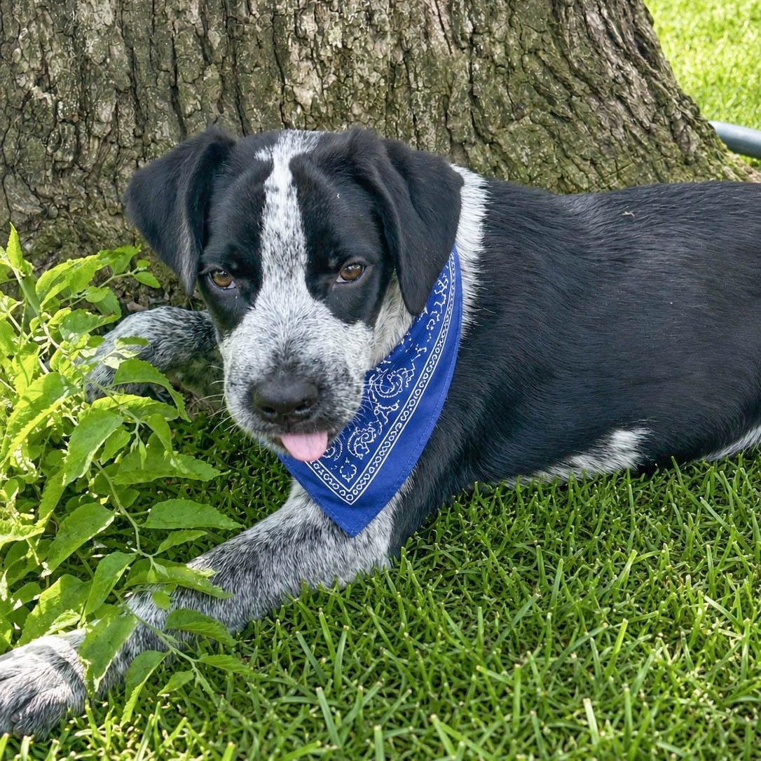 Enlarge Patrick, a Adoptable mixed breed in Chalfont, PA image 2/6