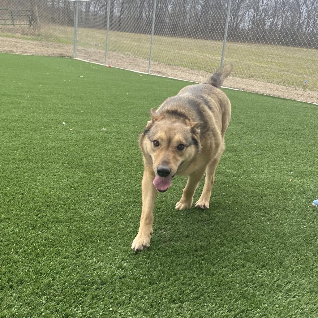 Enlarge Athena, a Adoptable mixed breed in Brookfield, MO image 1/1
