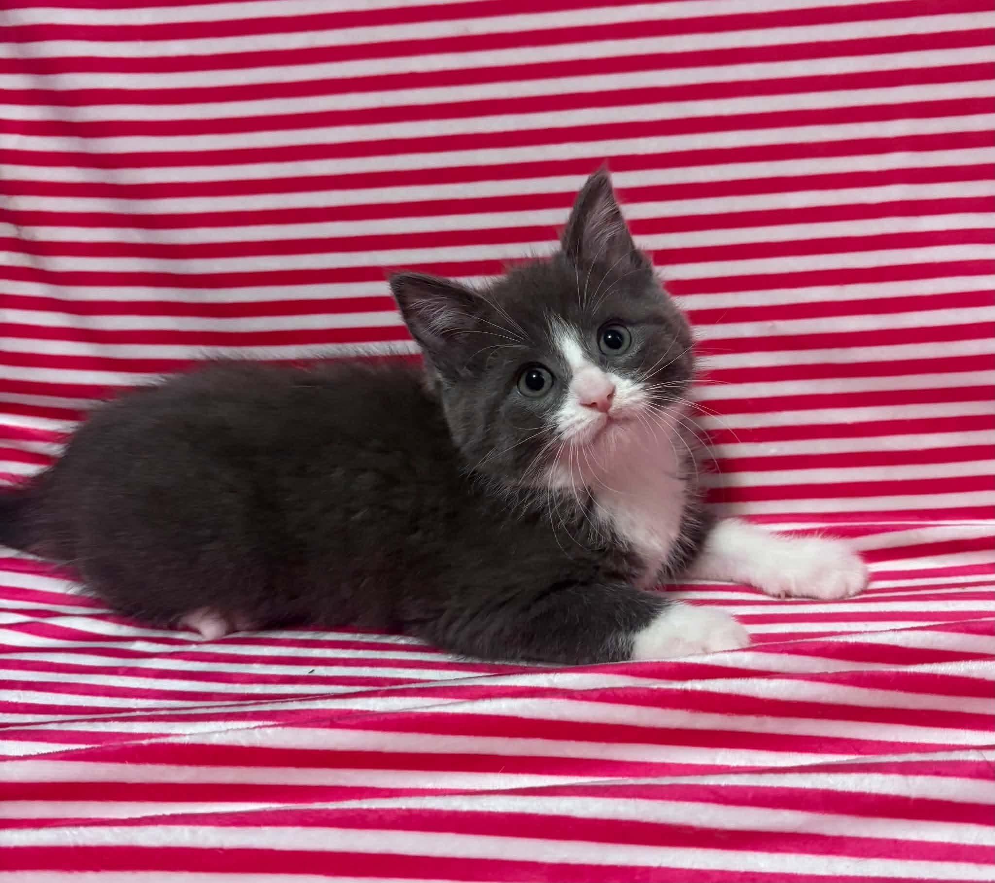 Enlarge SUNNY SIDE UP, a Adopted Domestic Medium Hair in Tillsonburg, ON image 2/5