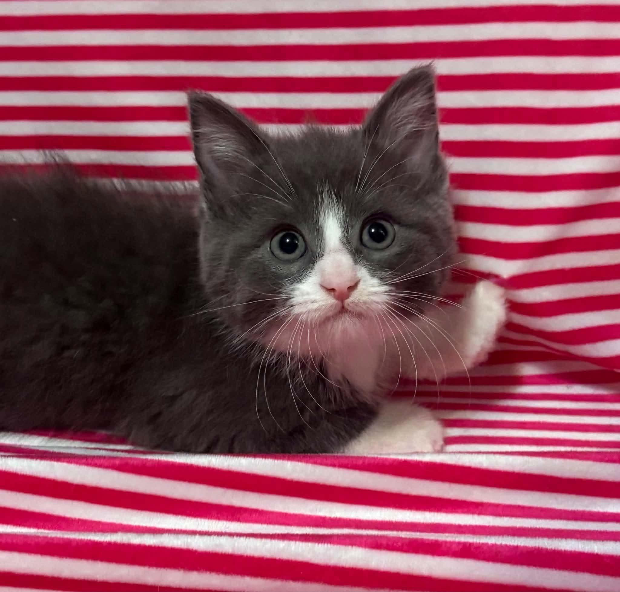 Enlarge SUNNY SIDE UP, a Adopted Domestic Medium Hair in Tillsonburg, ON image 1/5
