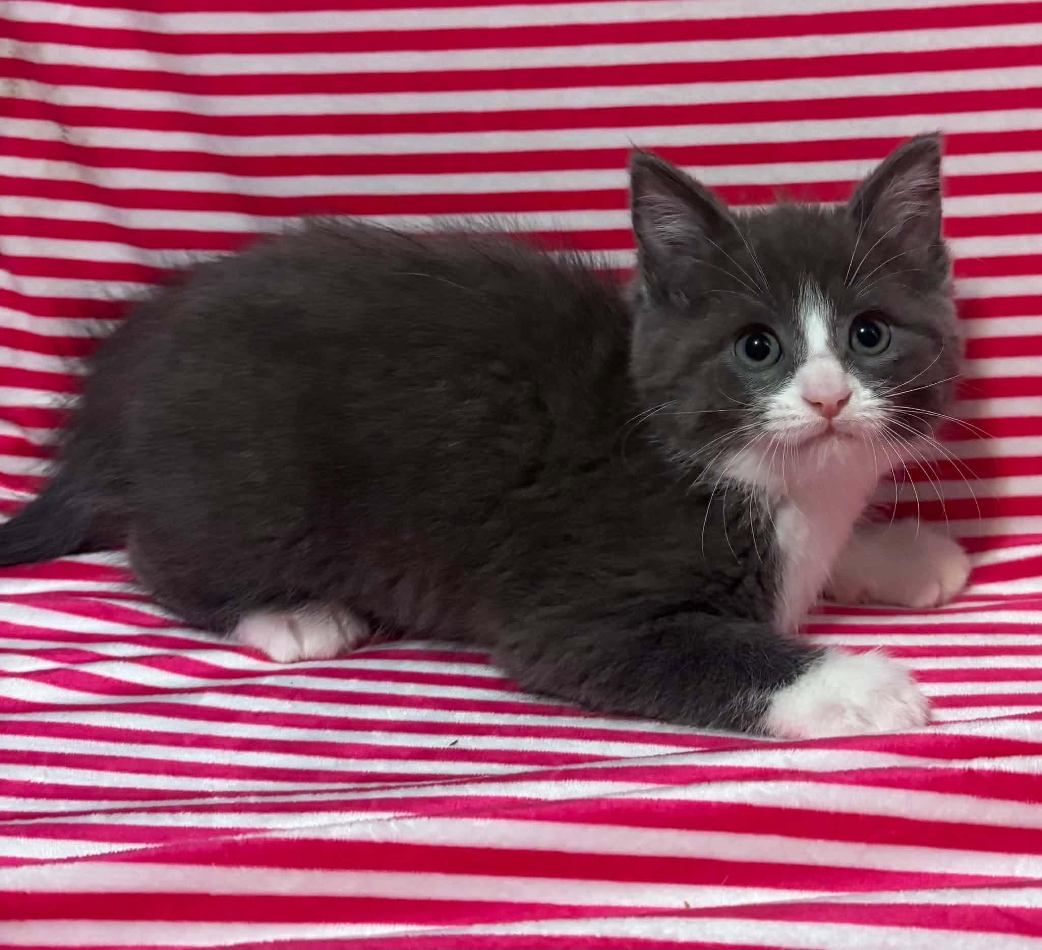 Enlarge SUNNY SIDE UP, a Adopted Domestic Medium Hair in Tillsonburg, ON image 4/5