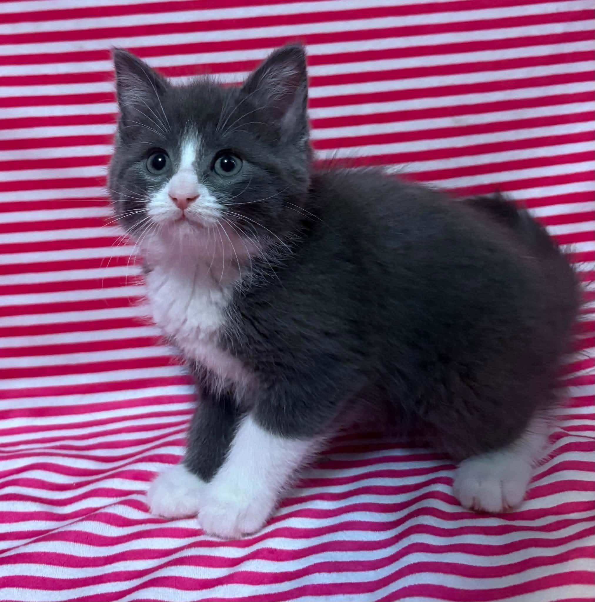 Enlarge SUNNY SIDE UP, a Adopted Domestic Medium Hair in Tillsonburg, ON image 5/5