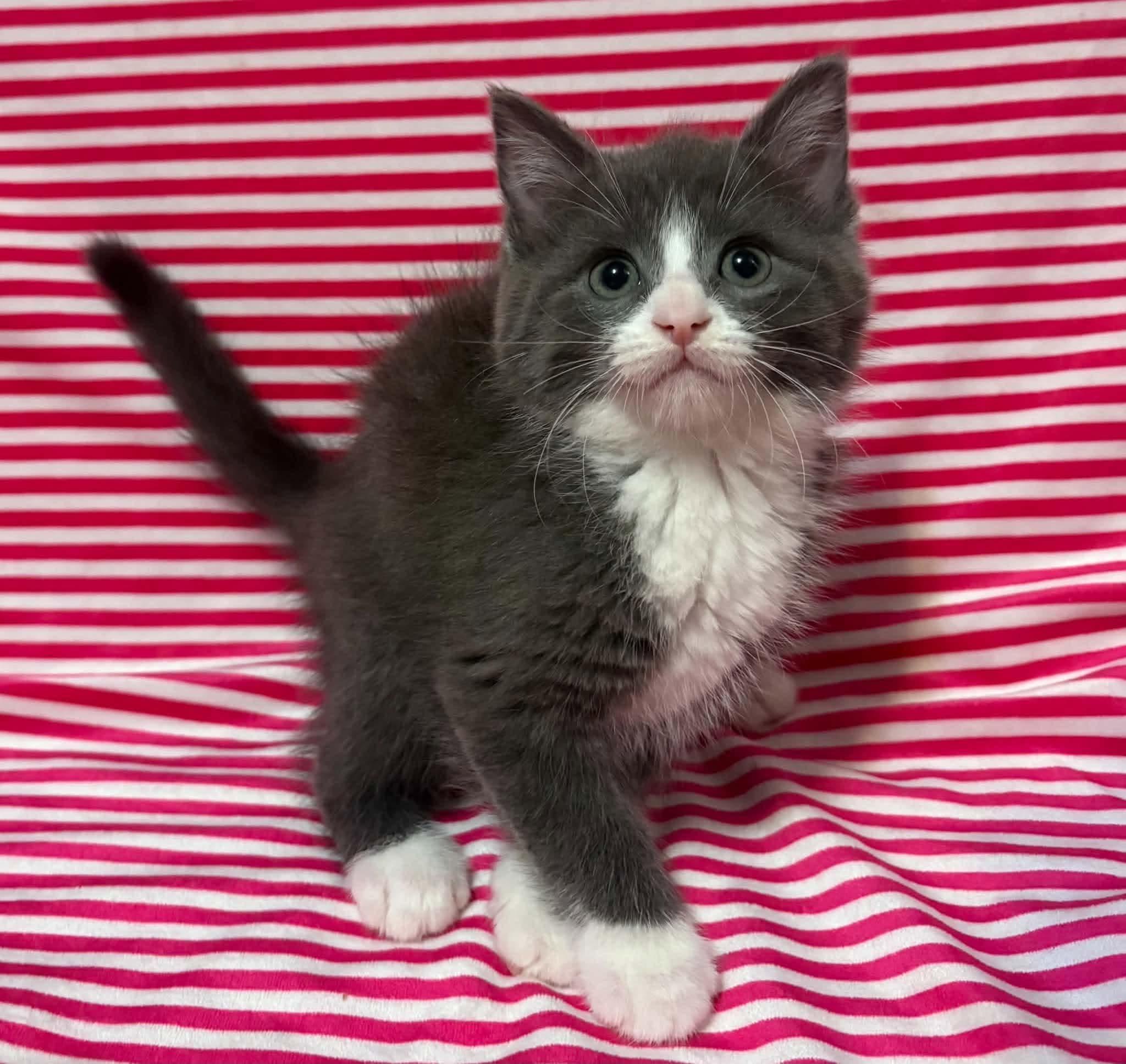 Enlarge SUNNY SIDE UP, a Adopted Domestic Medium Hair in Tillsonburg, ON image 3/5