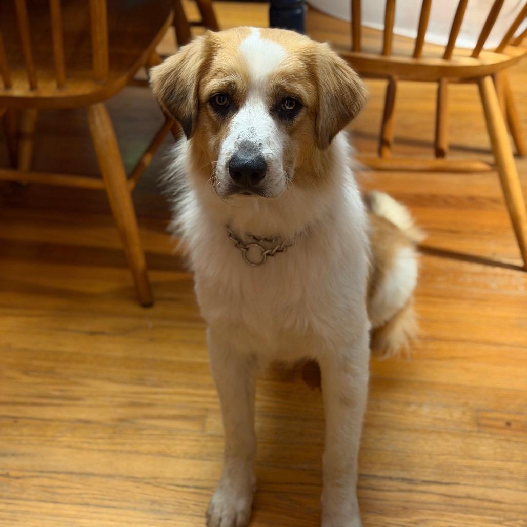 Decker, Adoptable, Young Male Australian Shepherd & Great Pyrenees.