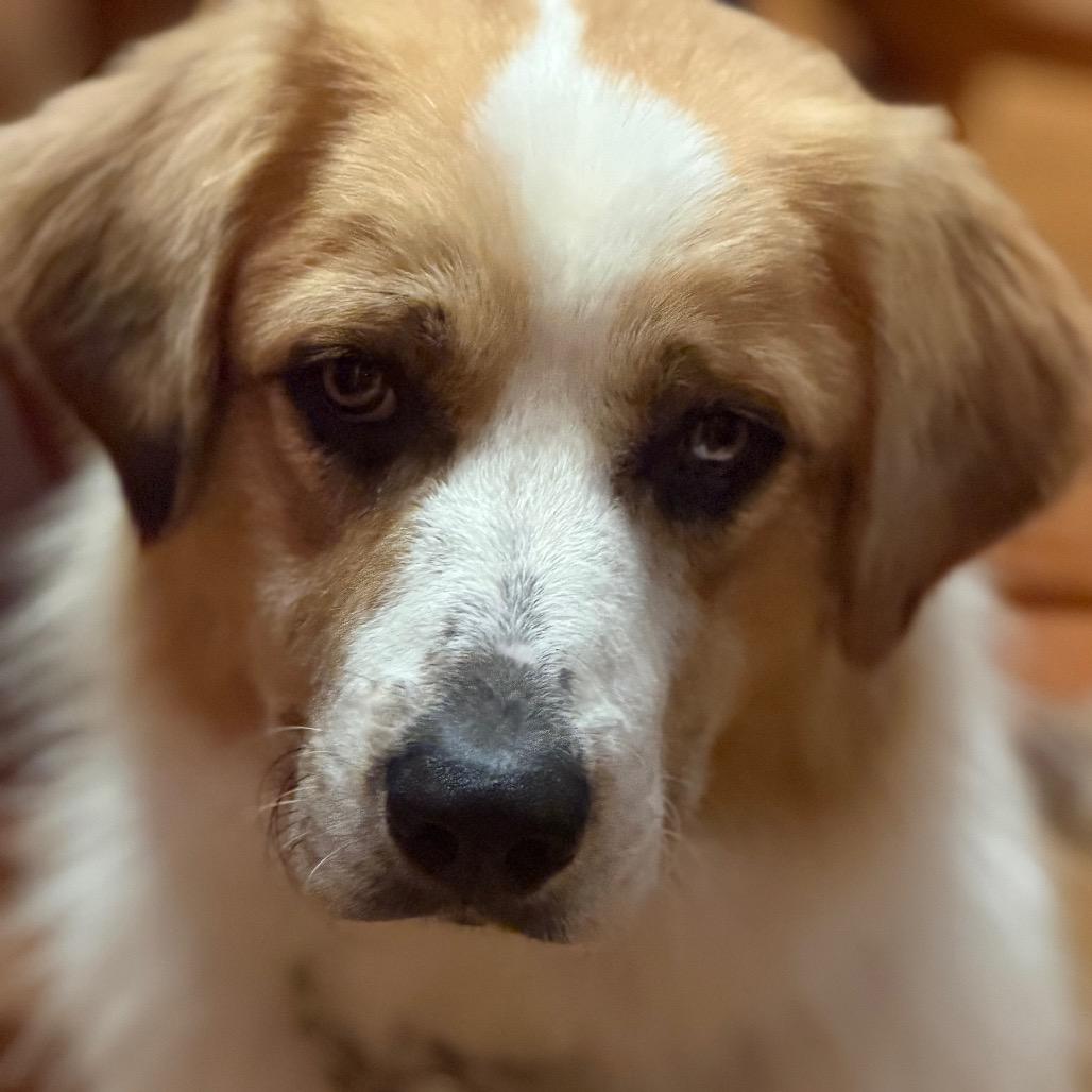 Enlarge Decker, a Adoptable mixed breed in Kansas City, MO image 2/2