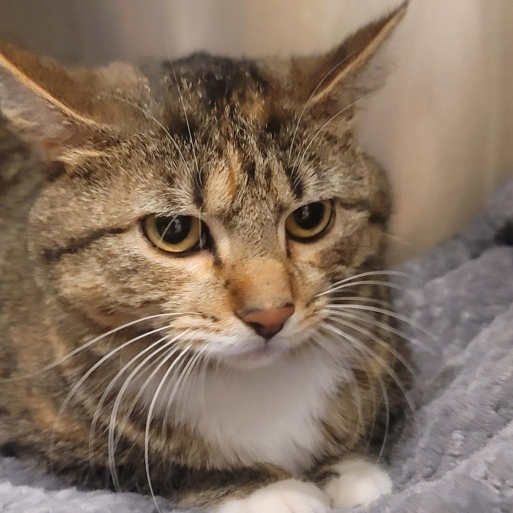 Enlarge Daja, a Adoptable Domestic Short Hair in Tipton, IN image 1/6