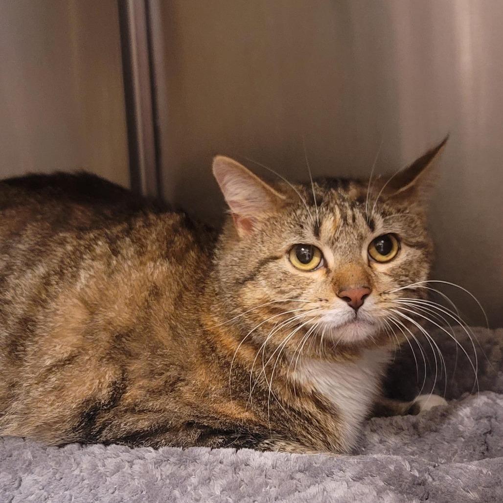 Enlarge Daja, a Adoptable Domestic Short Hair in Tipton, IN image 2/6