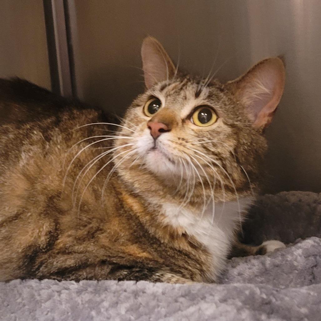 Enlarge Daja, a Adoptable Domestic Short Hair in Tipton, IN image 3/6