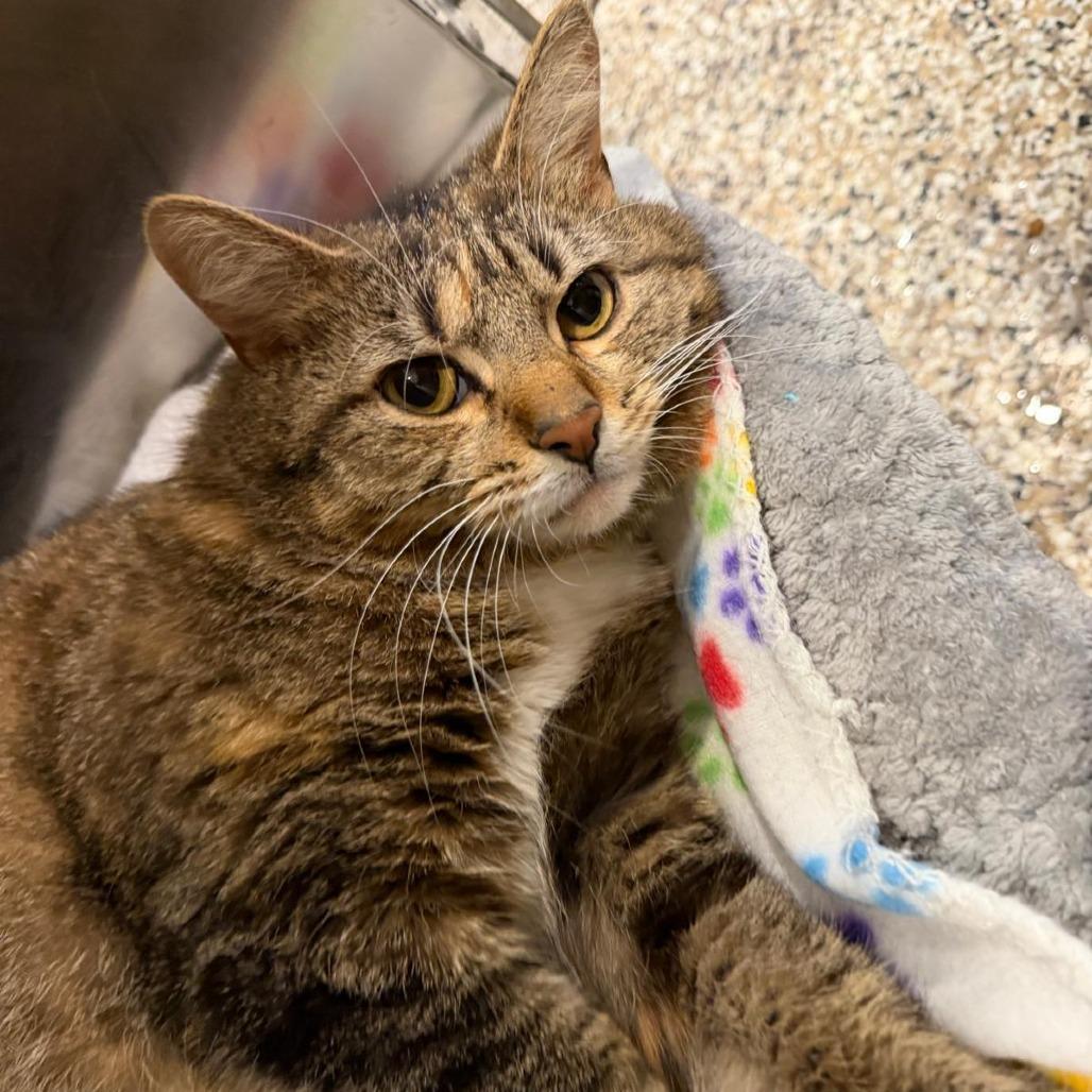 Enlarge Daja, a Adoptable Domestic Short Hair in Tipton, IN image 4/6