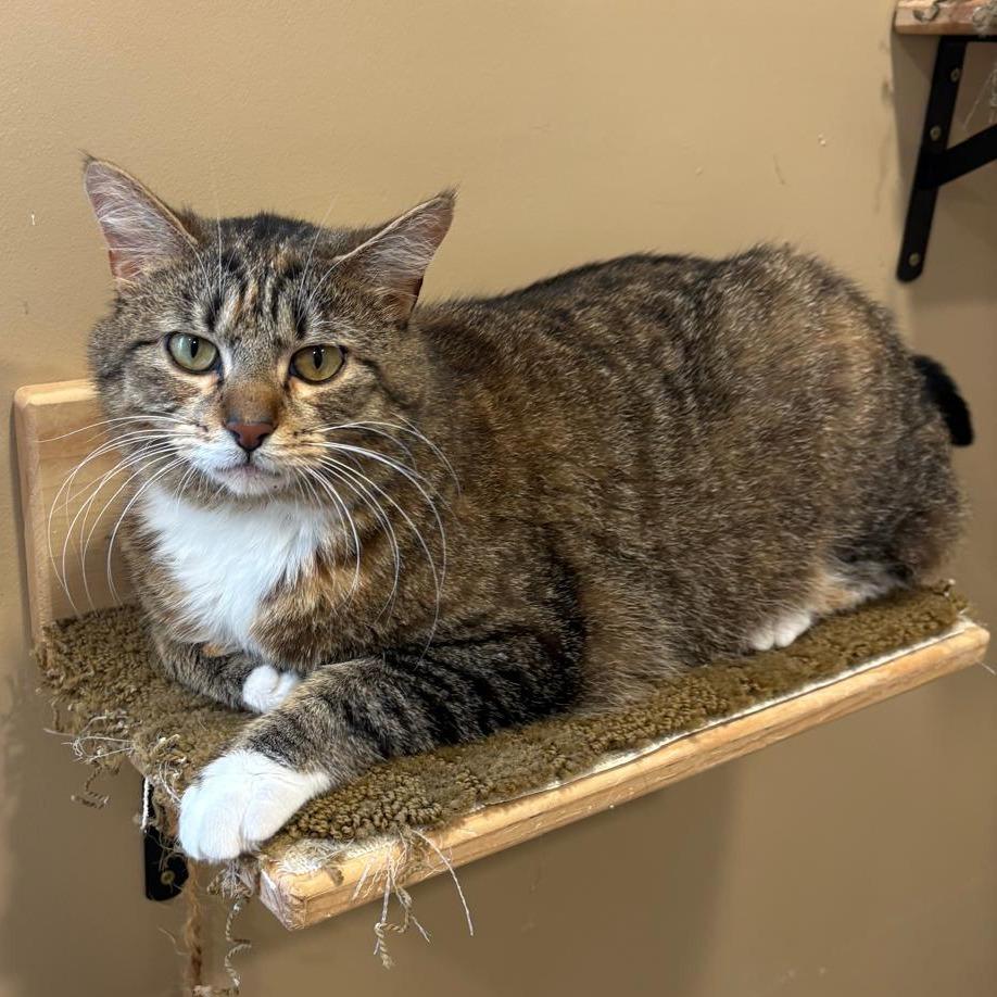 Enlarge Daja, a Adoptable Domestic Short Hair in Tipton, IN image 5/6