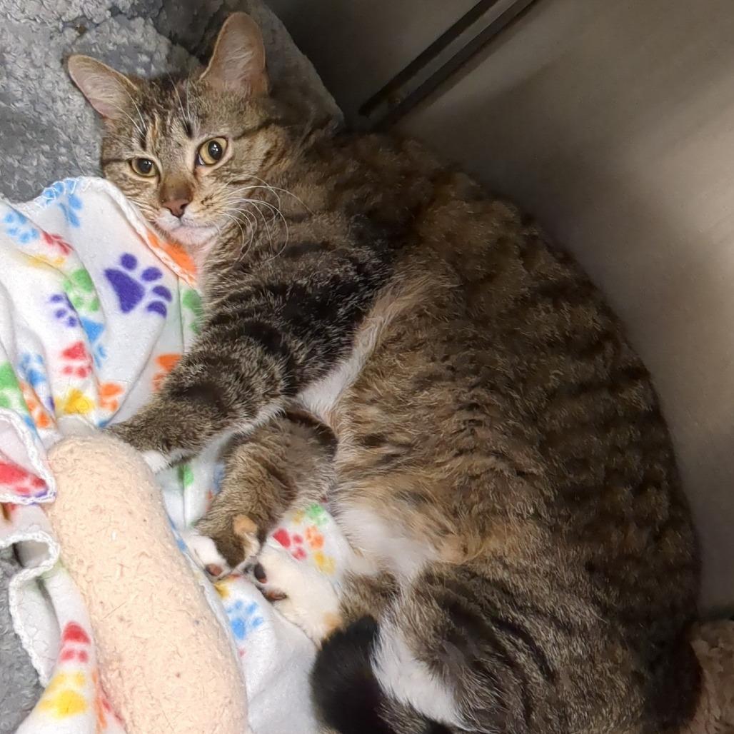 Enlarge Daja, a Adoptable Domestic Short Hair in Tipton, IN image 6/6