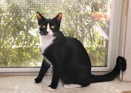Enlarge Tyler Perry, a Adoptable Domestic Short Hair in Baton Rouge, LA image 1/2
