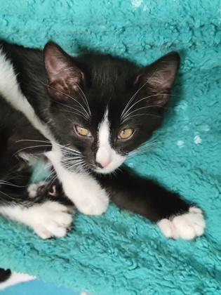 Tyler Perry, Adoptable, Young Male Domestic Short Hair.