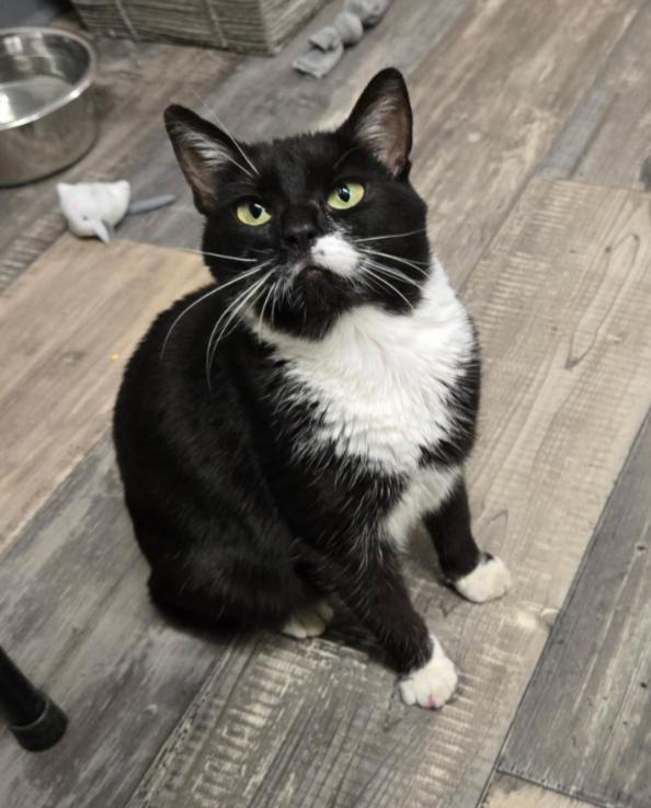 Enlarge SMOOCH, a Adoptable mixed breed in Carroll, OH image 3/3