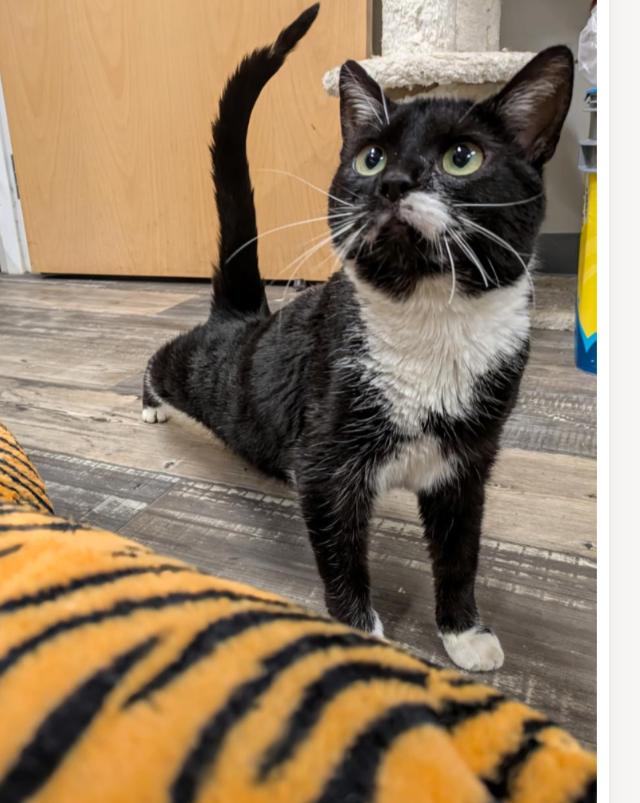 Enlarge SMOOCH, a Adoptable mixed breed in Carroll, OH image 2/3
