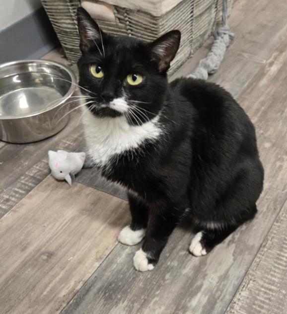 Enlarge SMOOCH, a Adoptable mixed breed in Carroll, OH image 1/3