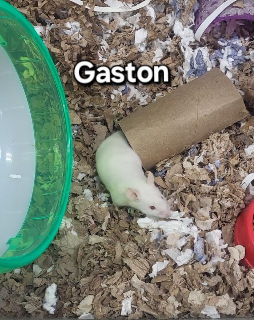 Gaston, Adoptable, Young Male Mouse.