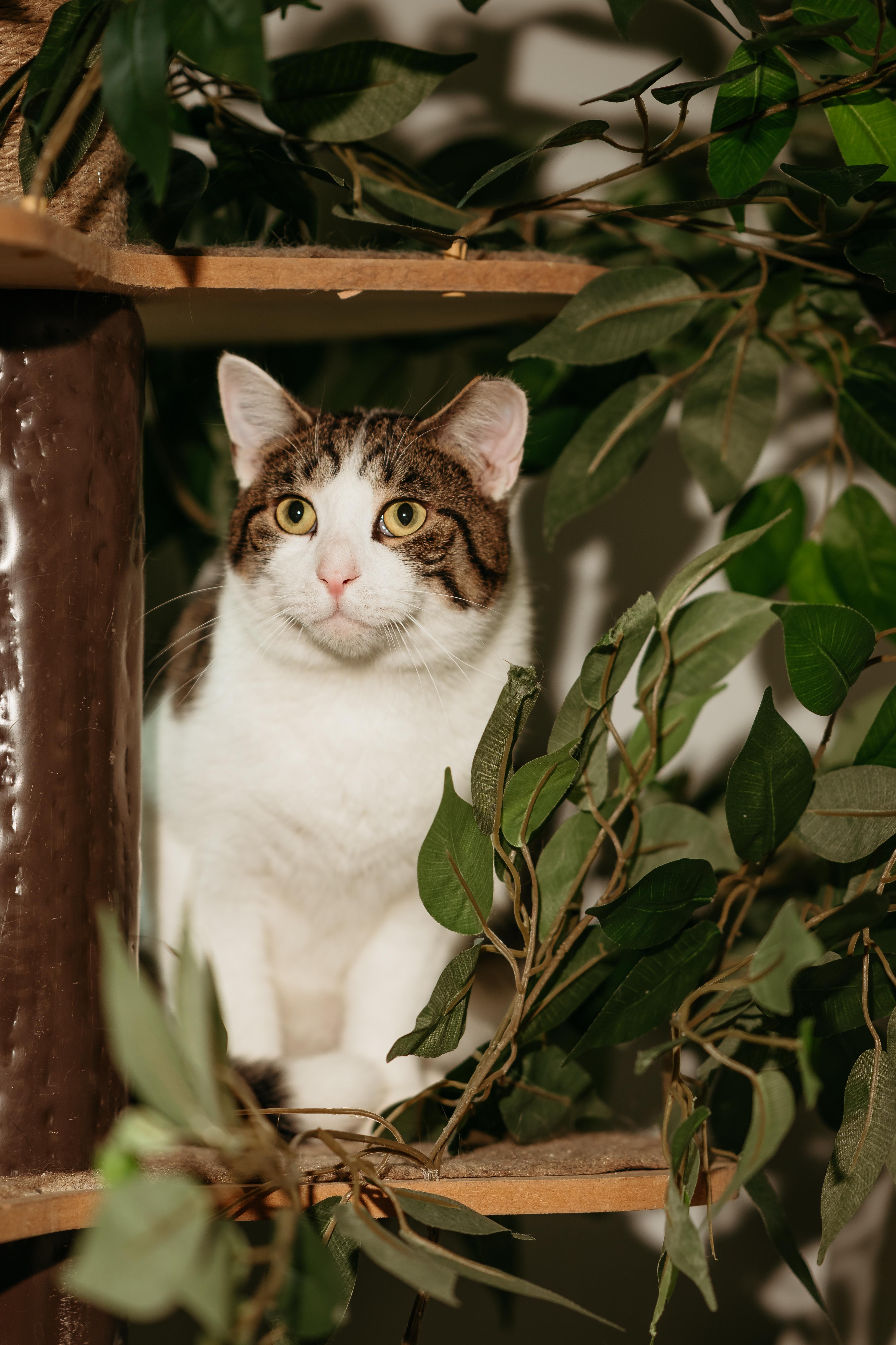 Enlarge Mario and Luigi, a ADOPTABLE Domestic Short Hair in Harwinton, CT image 1/4