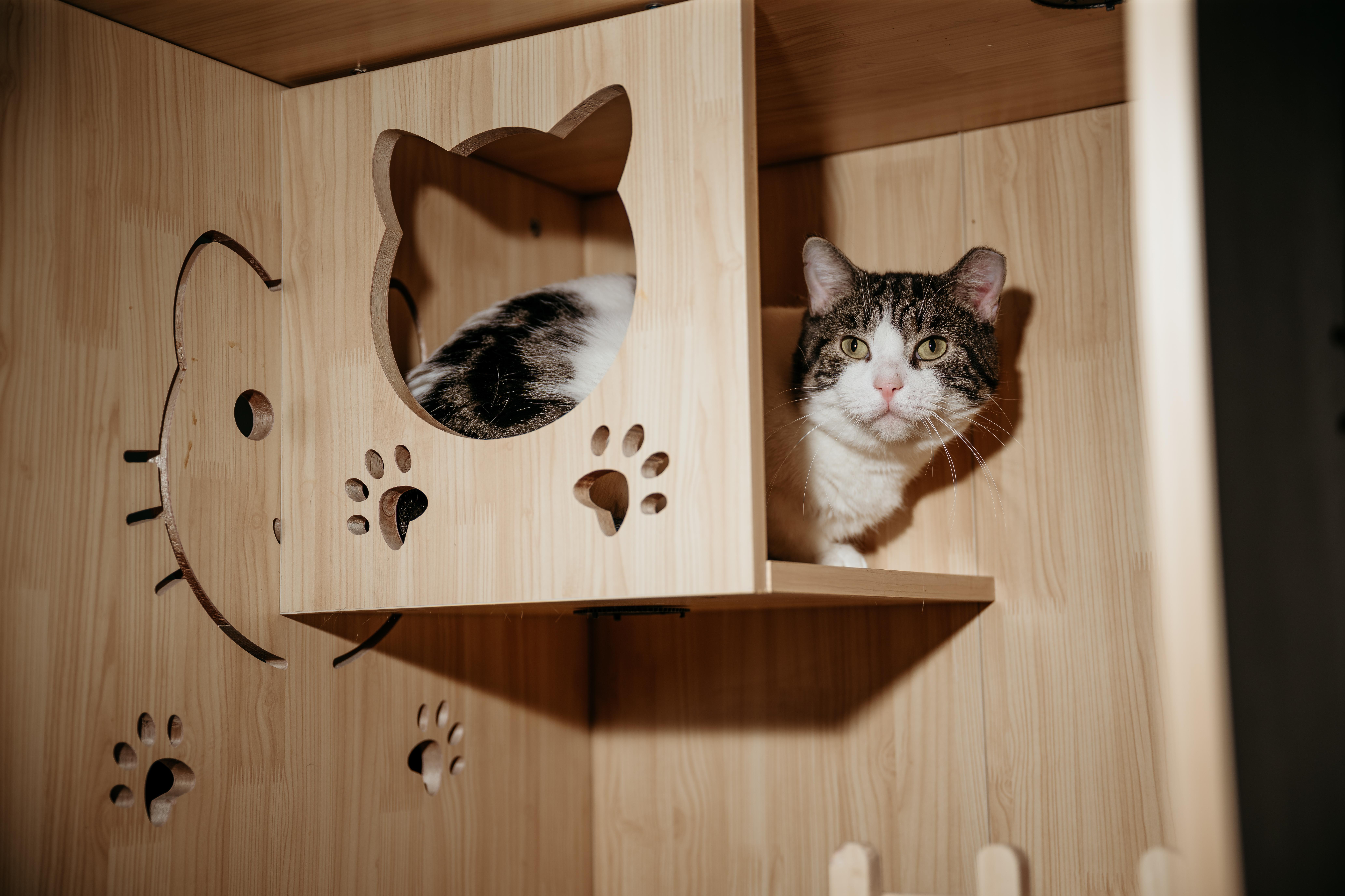 Mario and Luigi, ADOPTABLE, Adult Male Domestic Short Hair.