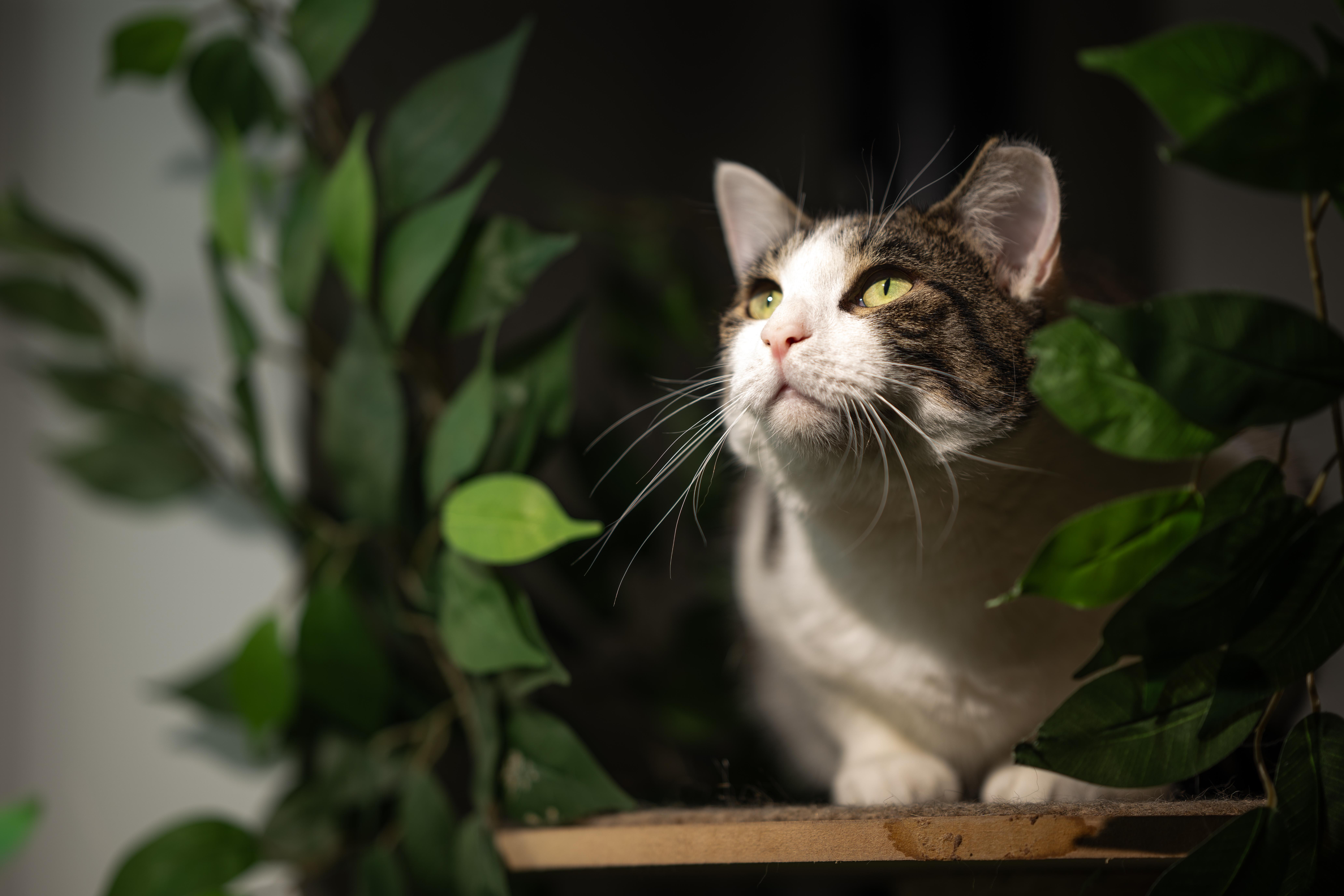 Enlarge Mario and Luigi, a ADOPTABLE Domestic Short Hair in Harwinton, CT image 3/4