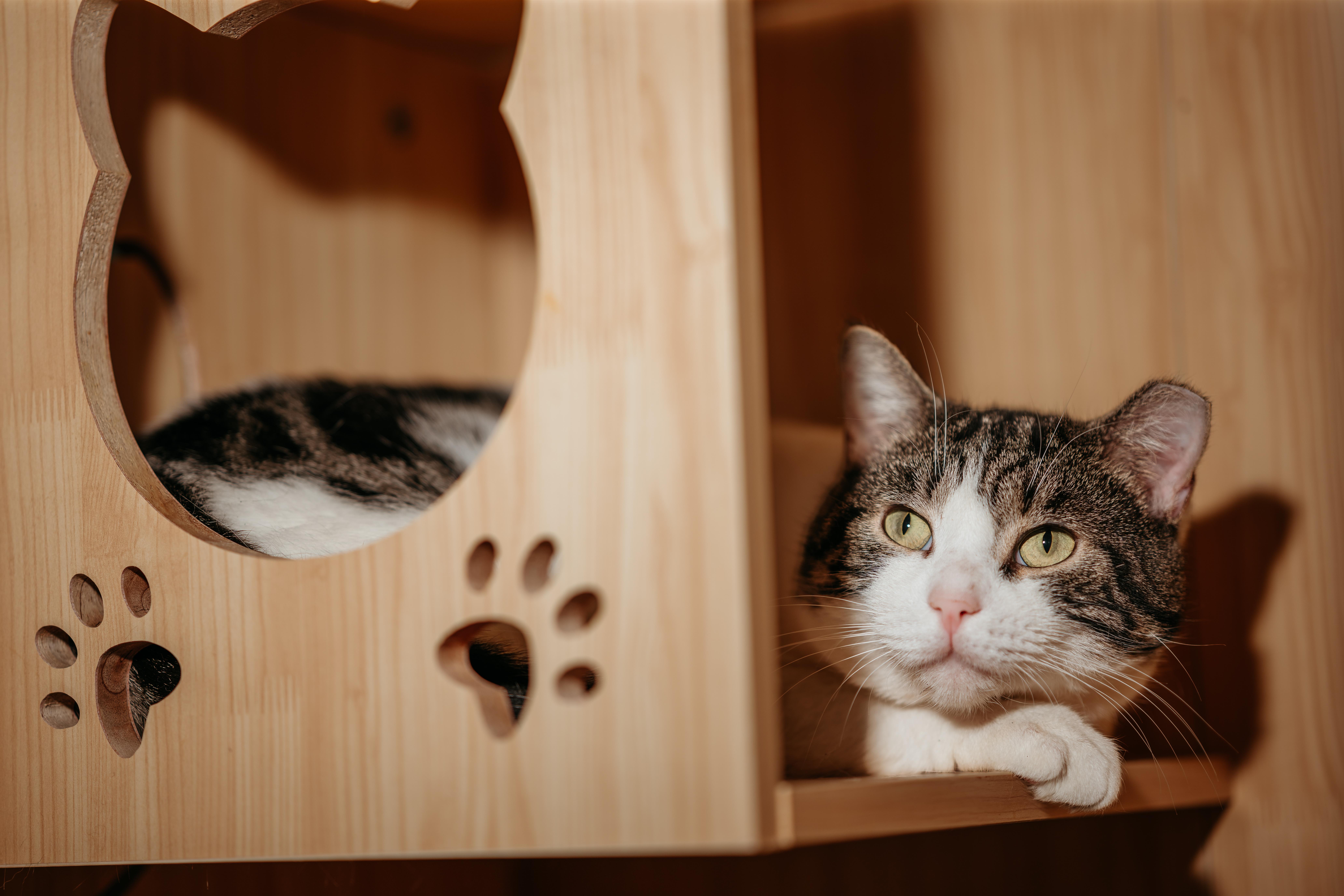 Enlarge Mario and Luigi, a ADOPTABLE Domestic Short Hair in Harwinton, CT image 4/4