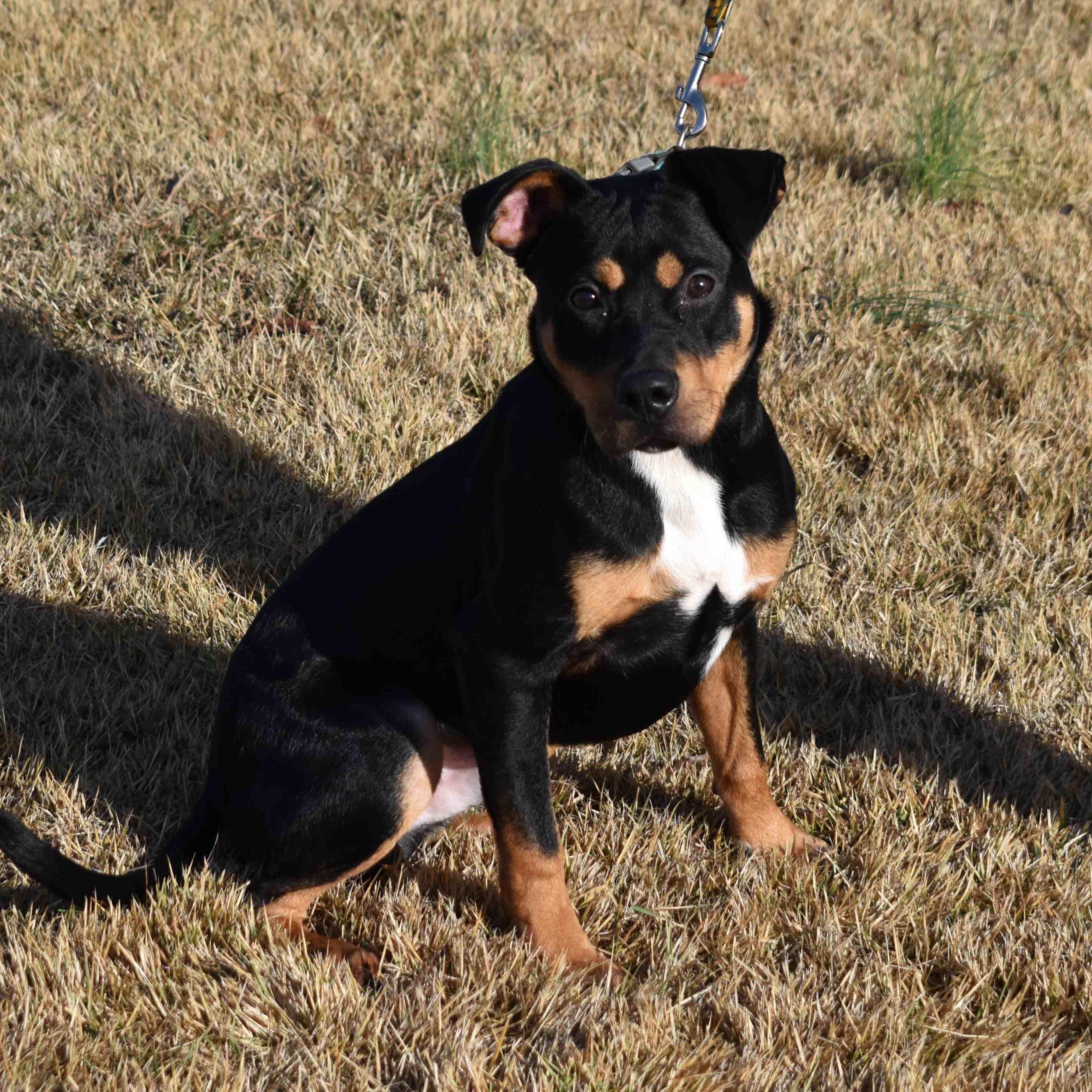 Enlarge Rottie, a ADOPTABLE Mixed Breed in Searcy, AR image 1/6