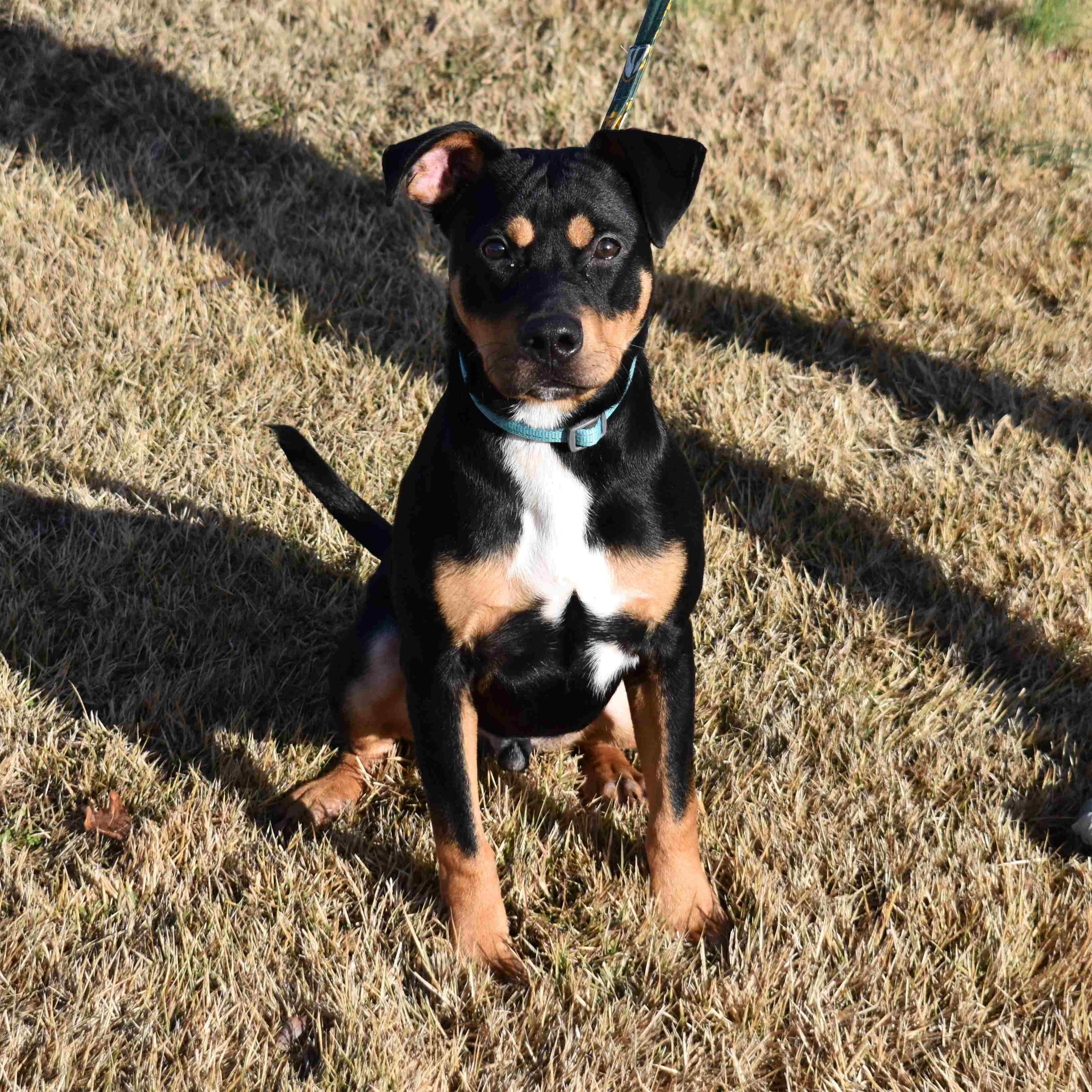 Enlarge Rottie, a ADOPTABLE Mixed Breed in Searcy, AR image 2/6