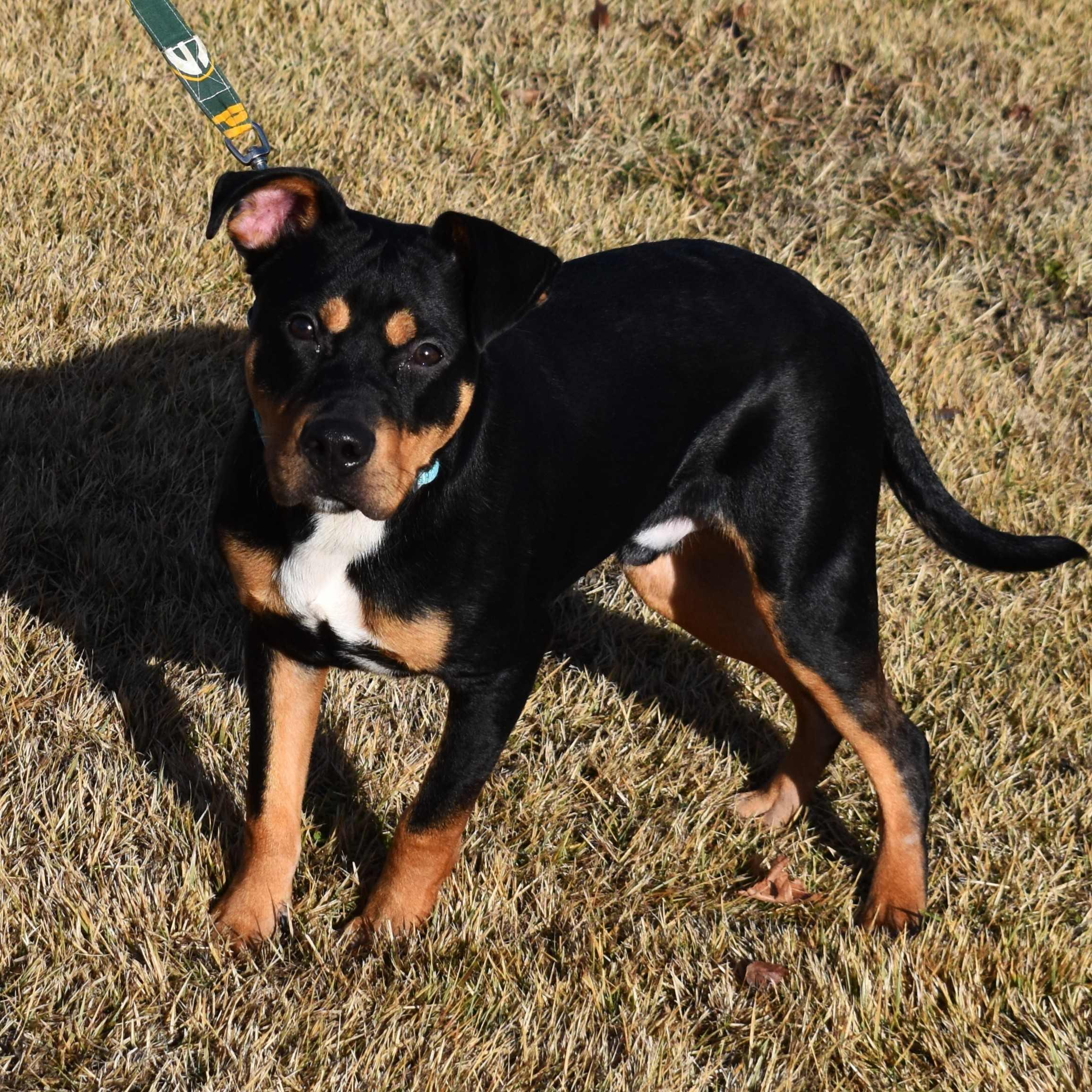 Enlarge Rottie, a ADOPTABLE Mixed Breed in Searcy, AR image 3/6