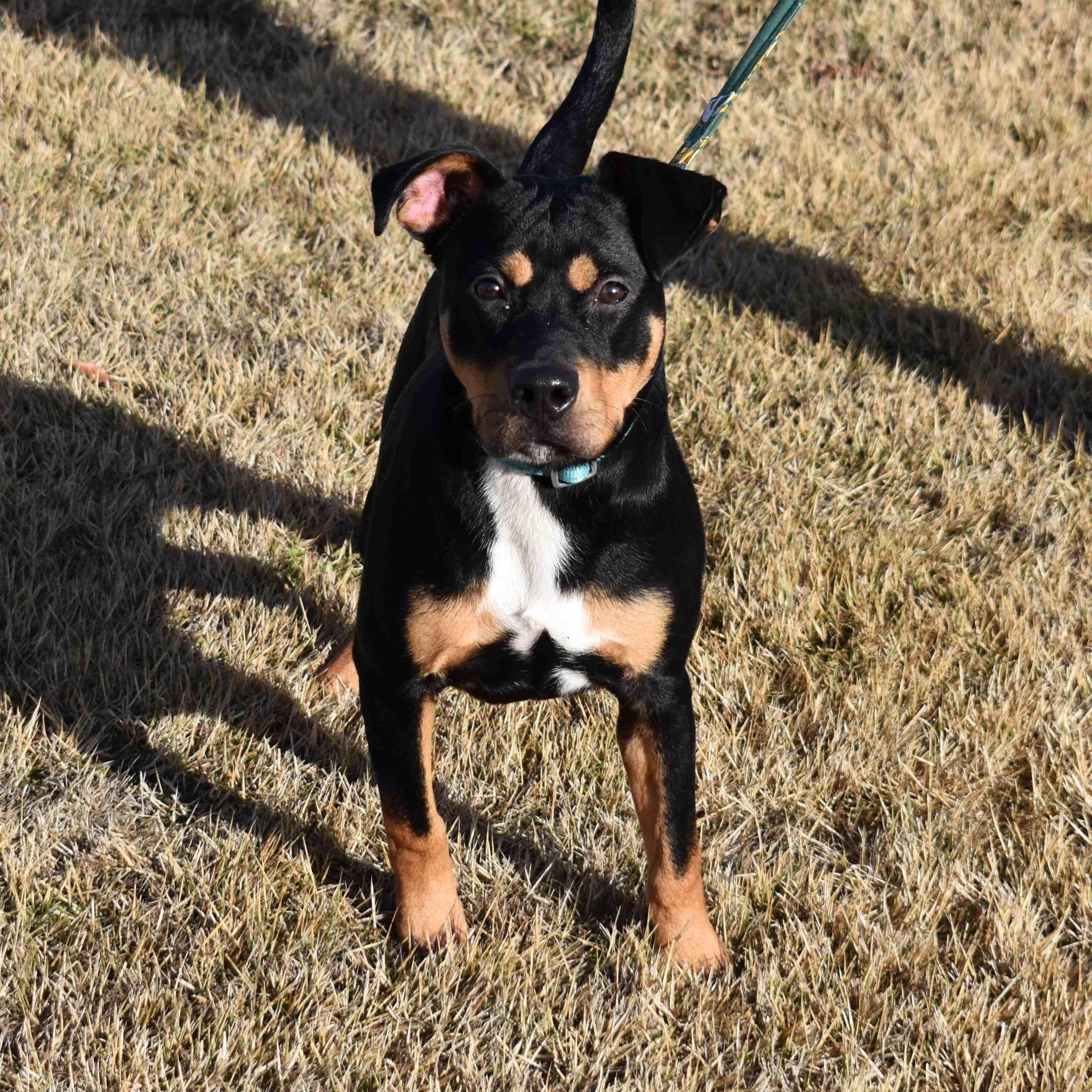 Enlarge Rottie, a ADOPTABLE Mixed Breed in Searcy, AR image 4/6