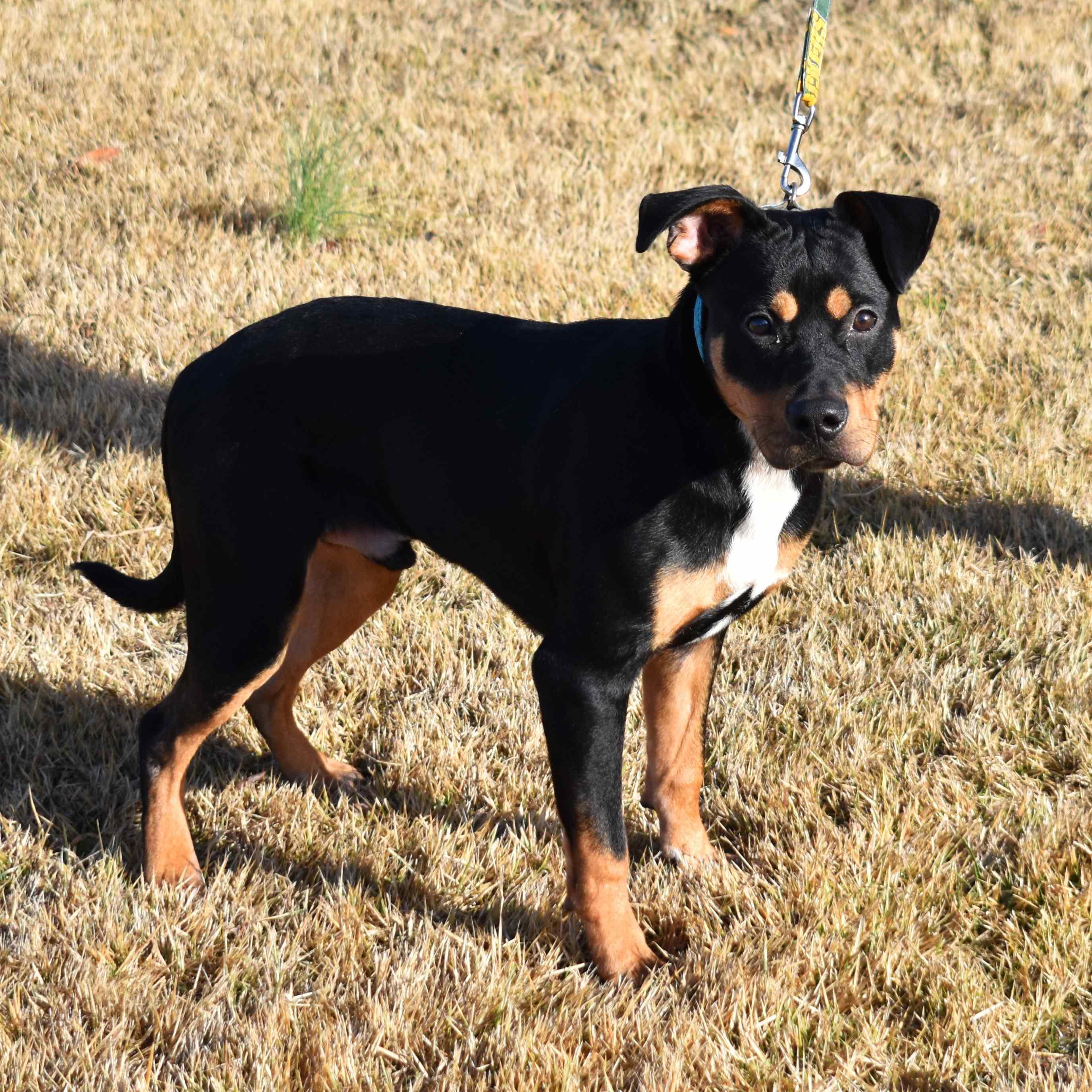 Enlarge Rottie, a ADOPTABLE Mixed Breed in Searcy, AR image 5/6