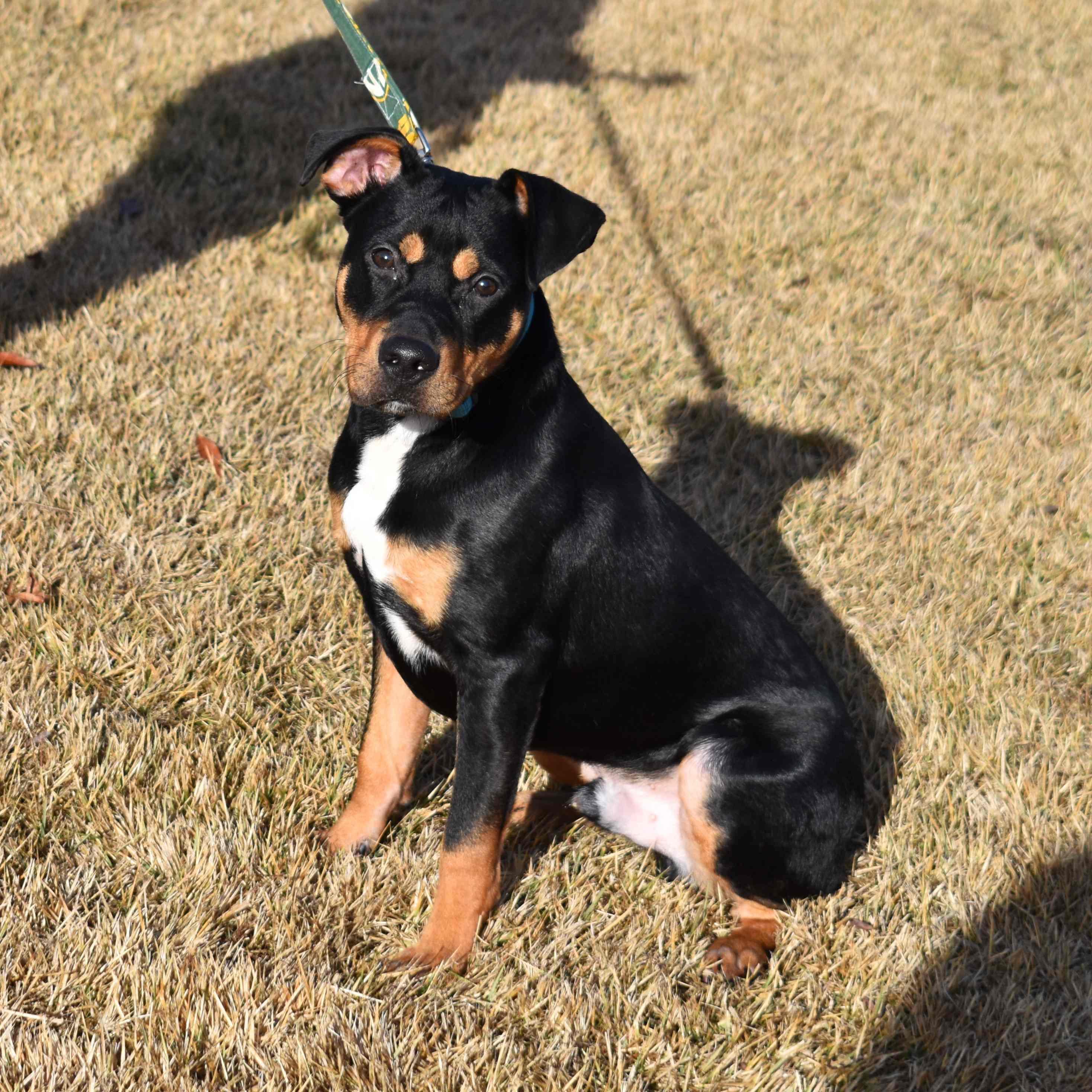 Enlarge Rottie, a ADOPTABLE Mixed Breed in Searcy, AR image 6/6