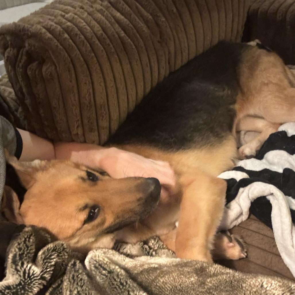Shelly, Adoptable, Adult Female German Shepherd Dog.