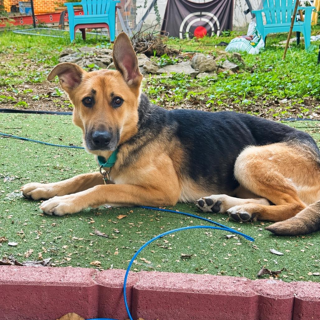 Enlarge Shelly, a Adoptable German Shepherd Dog in Nashville, TN image 3/5