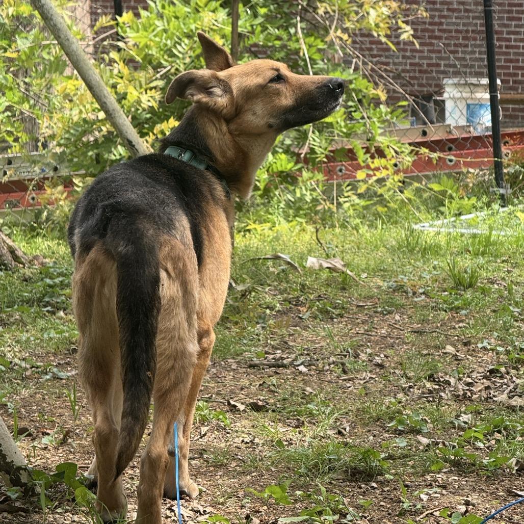 Enlarge Shelly, a Adoptable German Shepherd Dog in Nashville, TN image 4/5