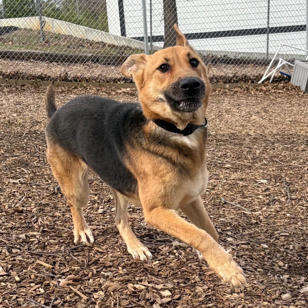 Enlarge Shelly, a Adoptable German Shepherd Dog in Nashville, TN image 5/5