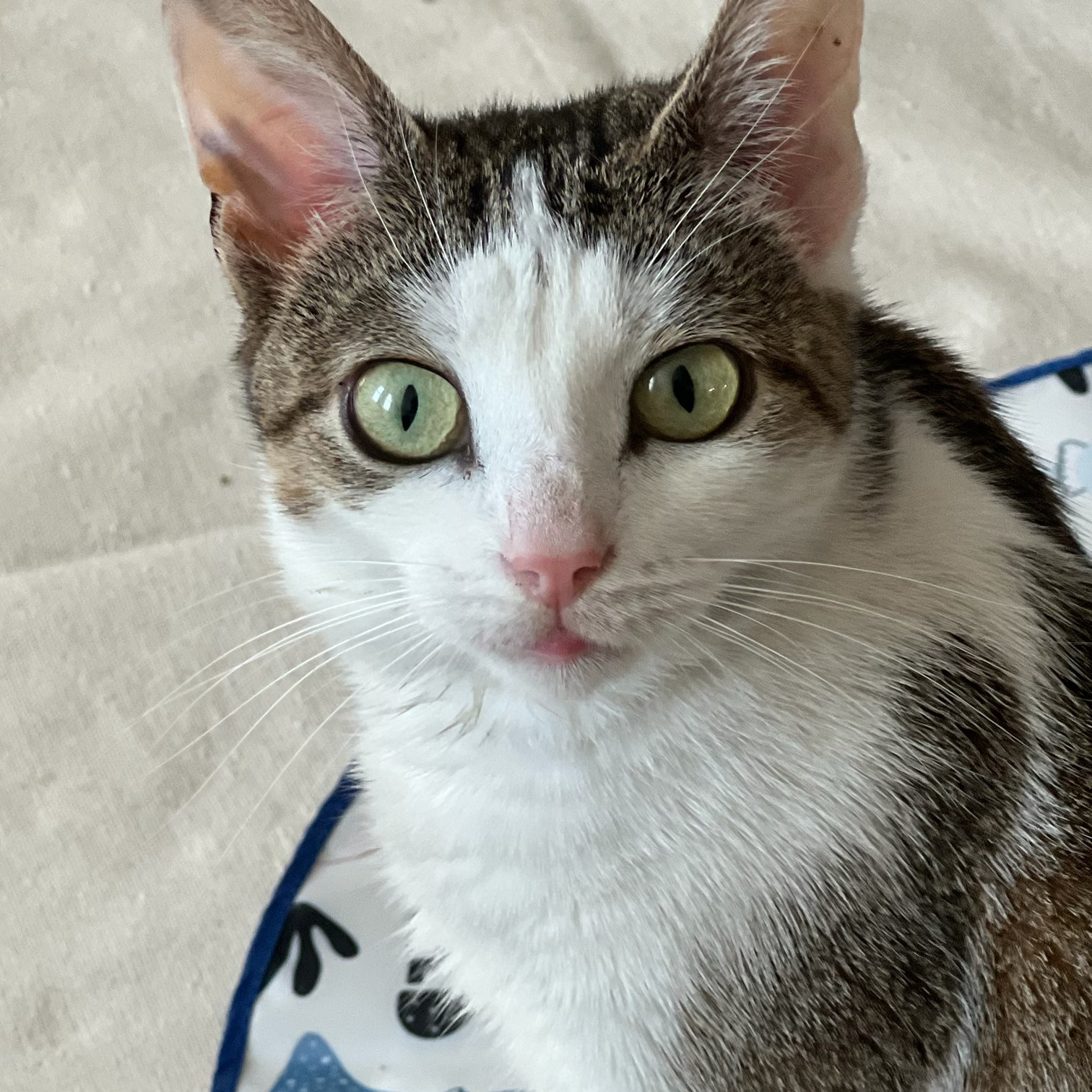 Clover, Adoptable, Young Female Domestic Short Hair.