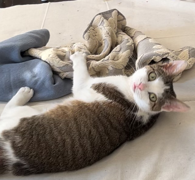 Clover, a Adoptable Domestic Short Hair in Closter, NJ image 2/4