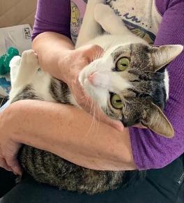 Clover, a Adoptable Domestic Short Hair in Closter, NJ image 3/4