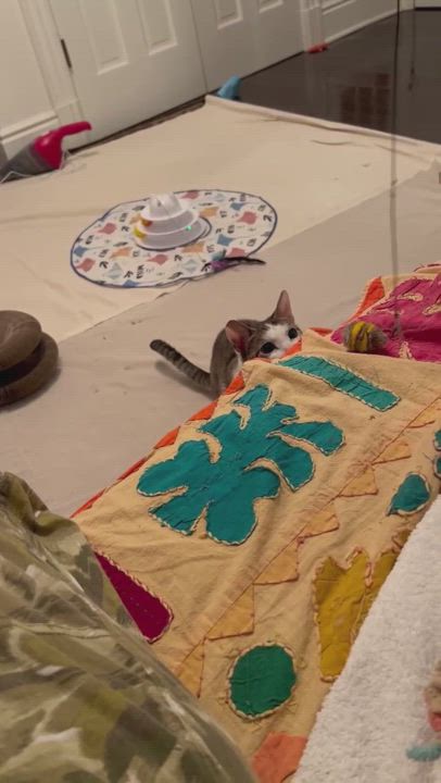 Enlarge Clover, a Adoptable Domestic Short Hair in Closter, NJ video 4/4