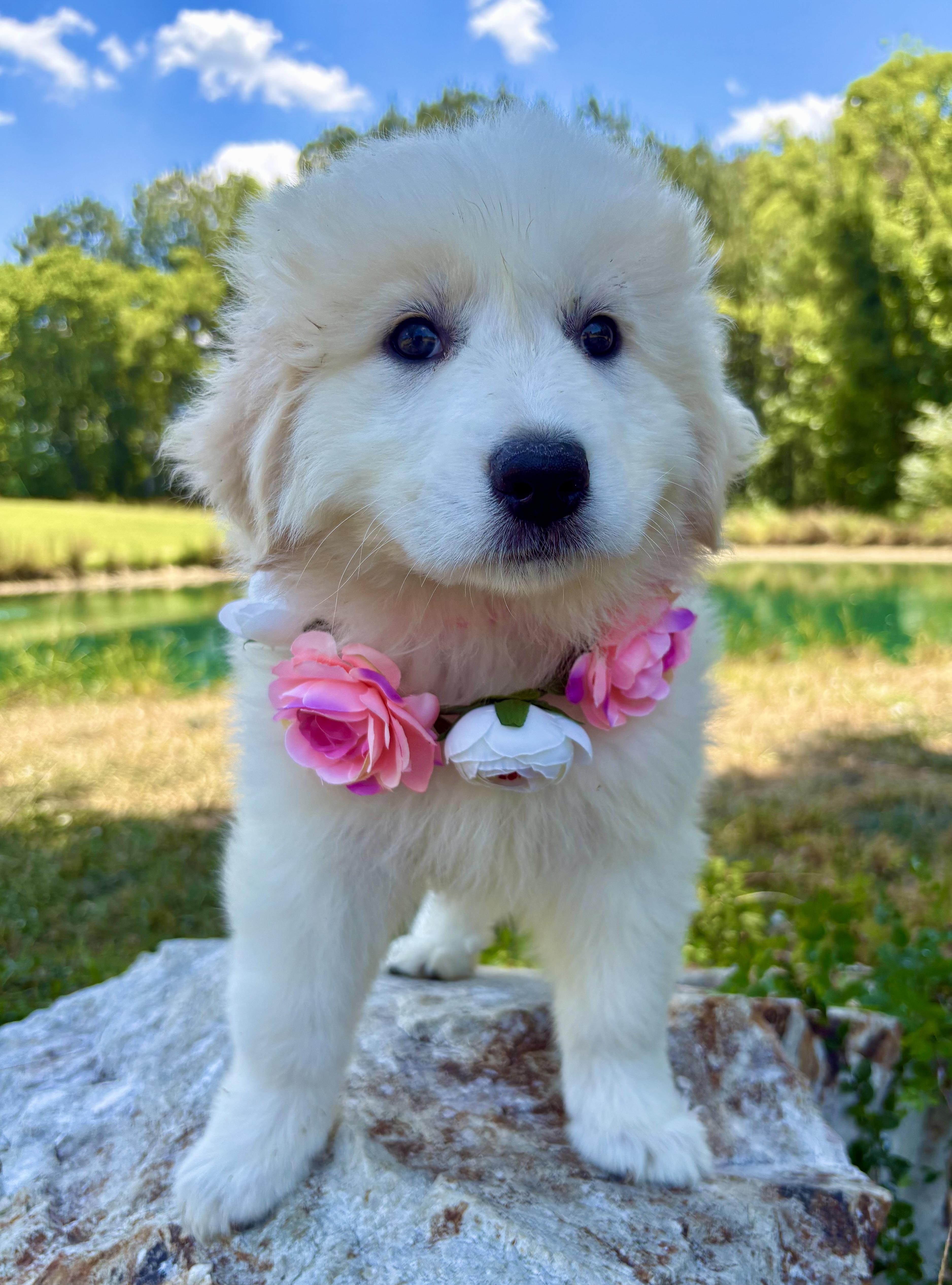 Whoopie, an adopted Great Pyrenees in Pittsboro, NC image 2/4