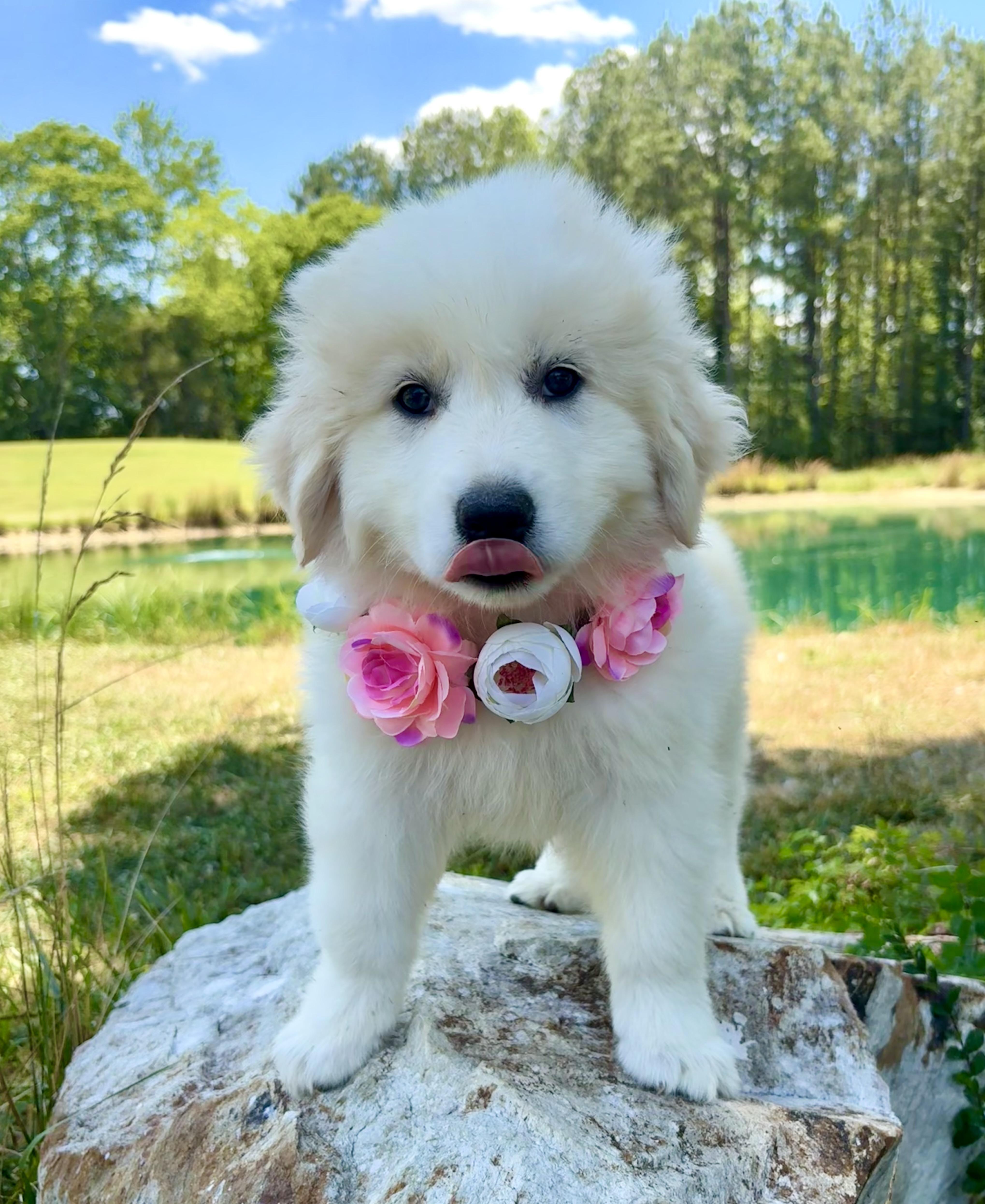 Whoopie, an adopted Great Pyrenees in Pittsboro, NC image 1/4