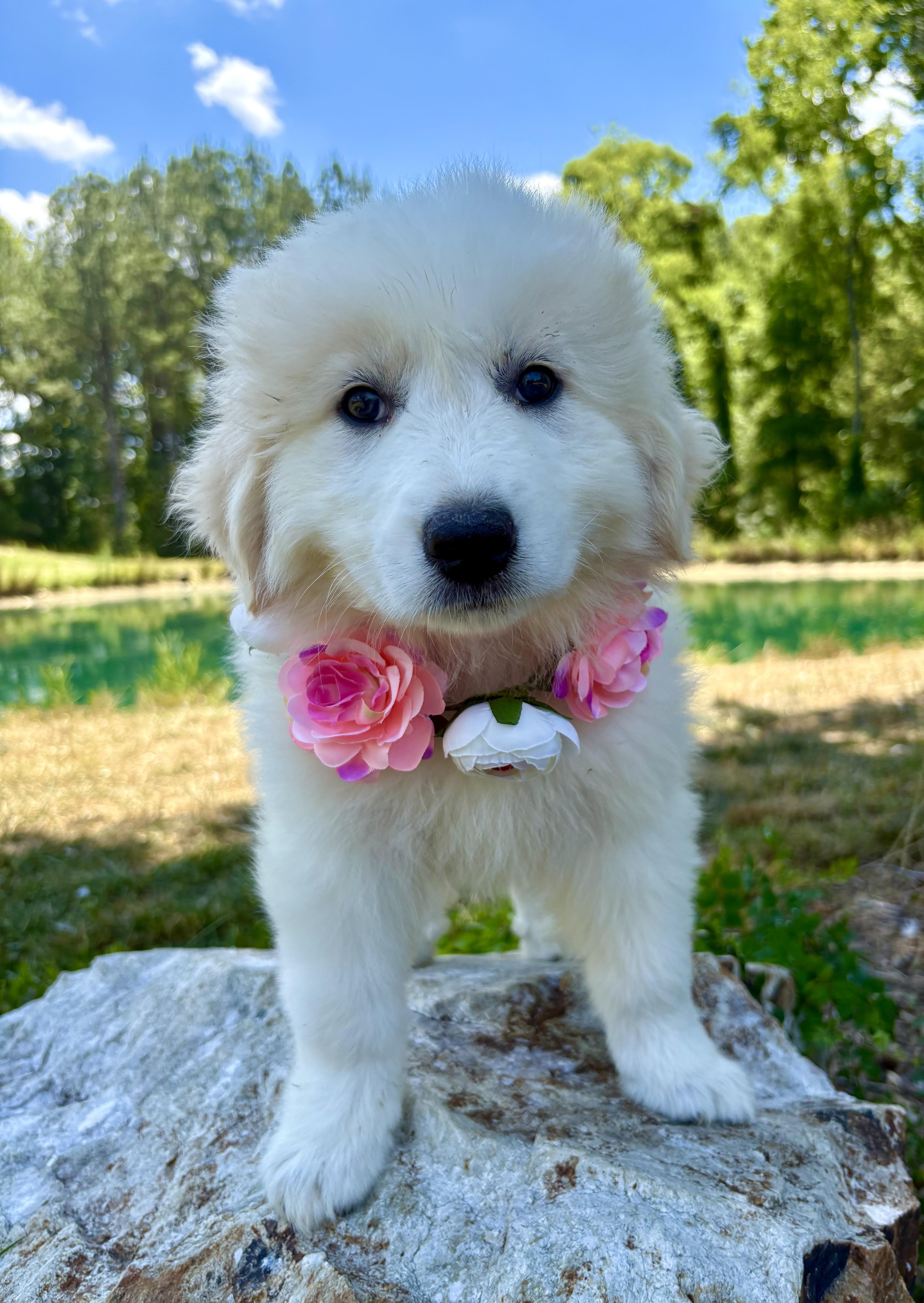 Whoopie, an adopted Great Pyrenees in Pittsboro, NC image 3/4