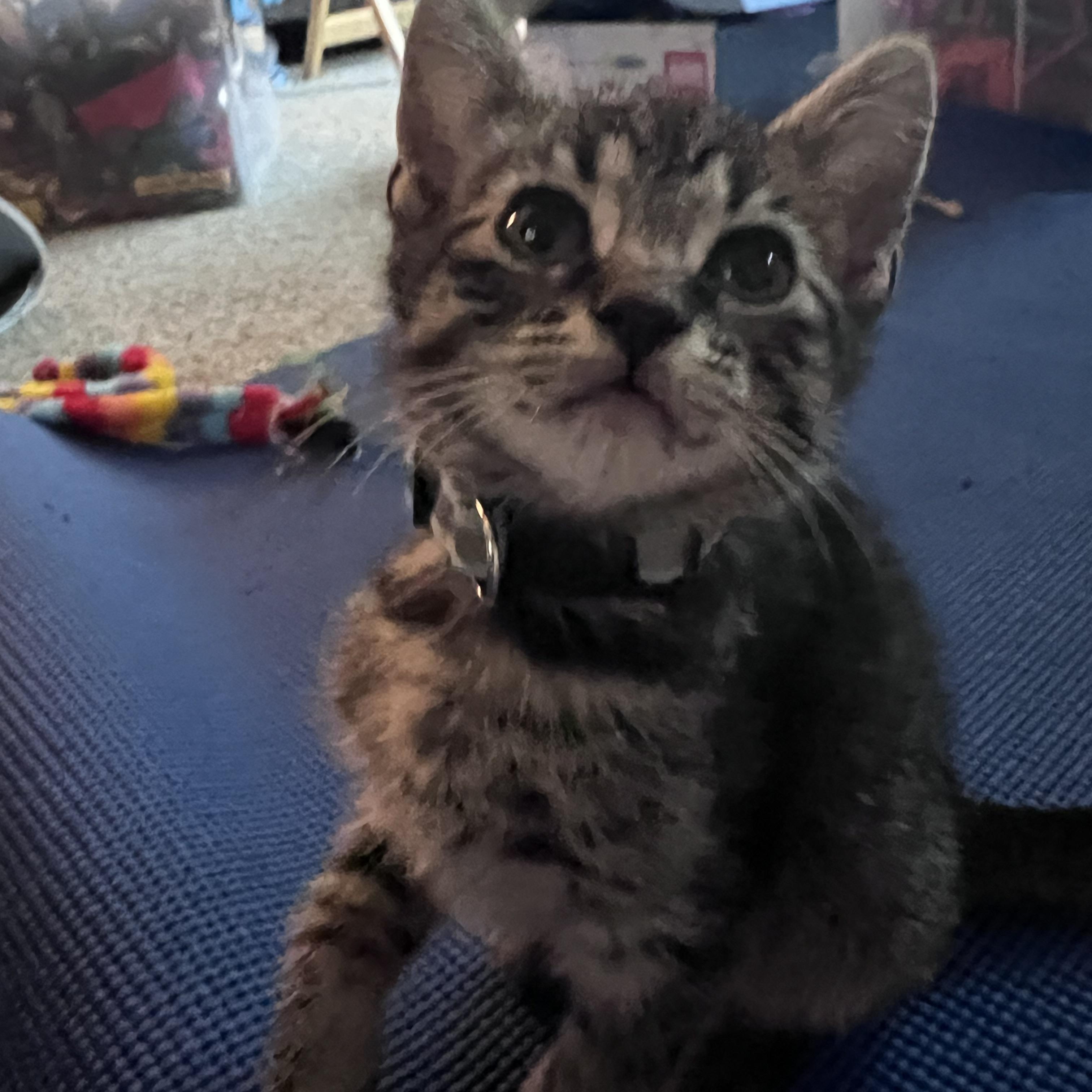 Enlarge Brash, a ADOPTABLE Tabby in Pasco, WA image 3/5