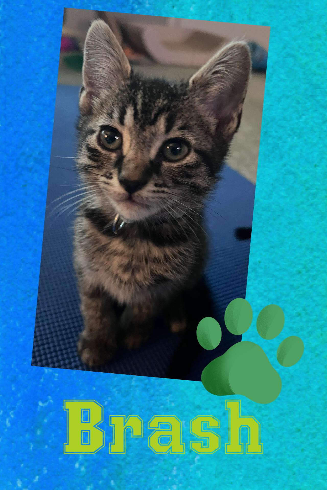 Enlarge Brash, a ADOPTABLE Tabby in Pasco, WA image 5/5