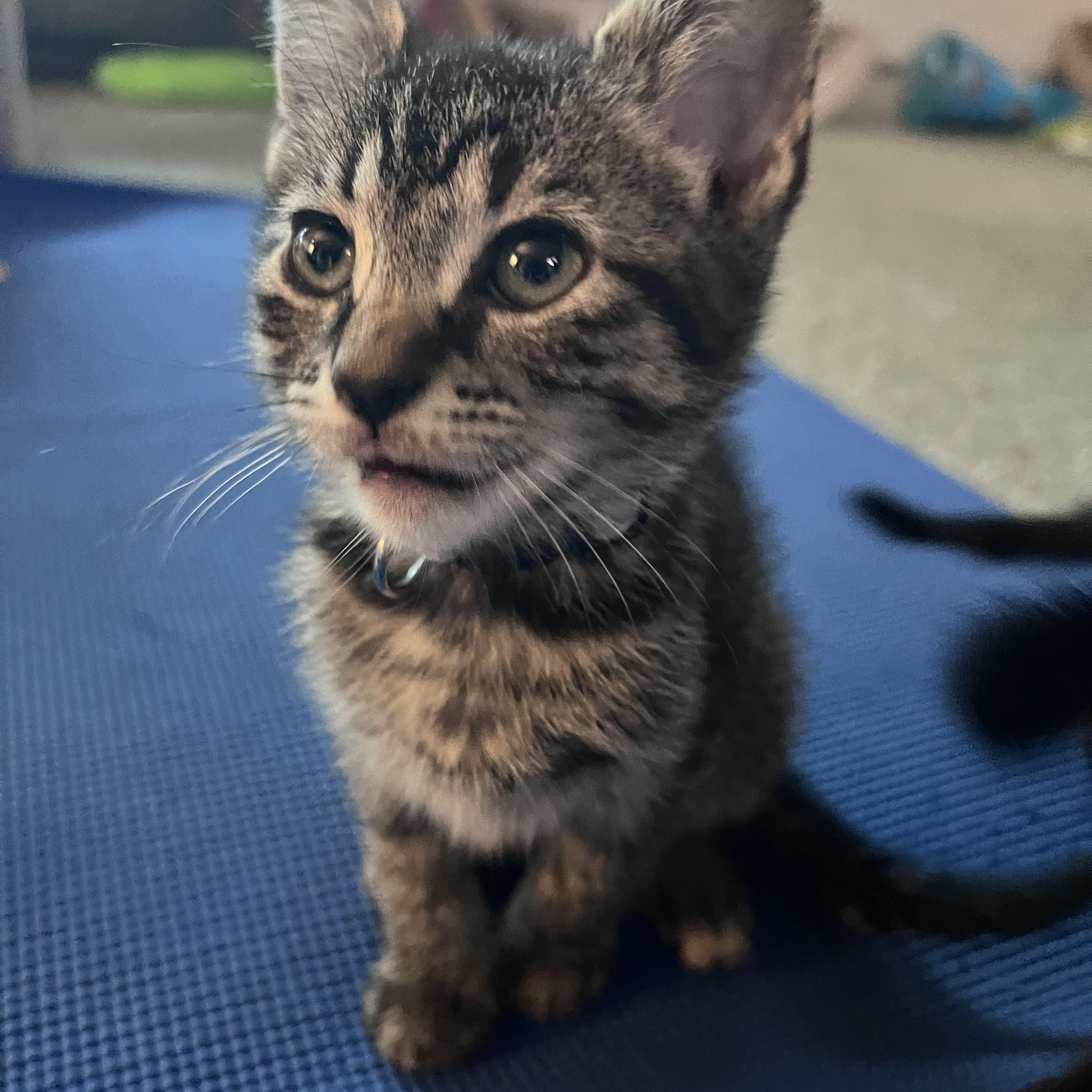 Enlarge Brash, a ADOPTABLE Tabby in Pasco, WA image 4/5
