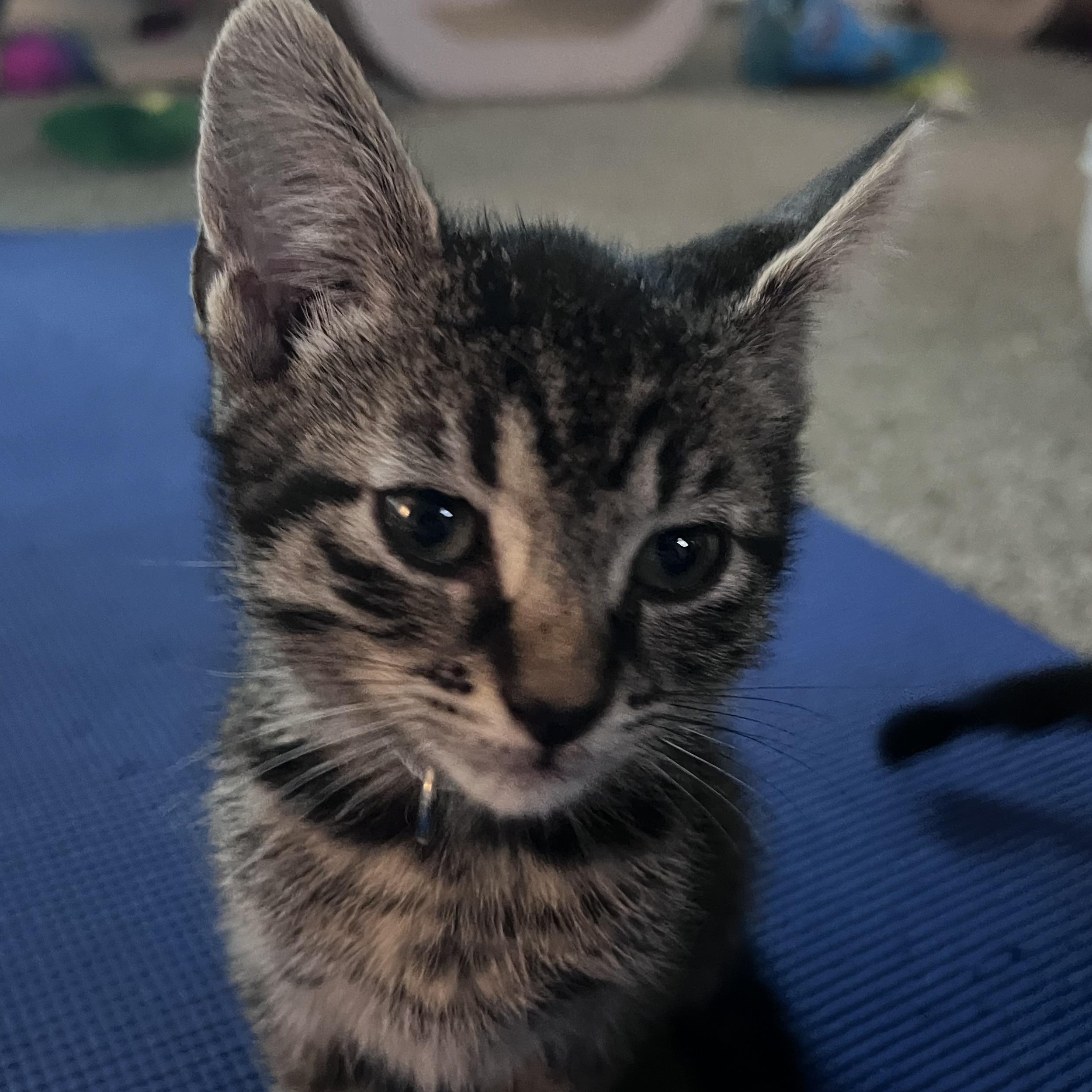 Enlarge Brash, a ADOPTABLE Tabby in Pasco, WA image 2/5