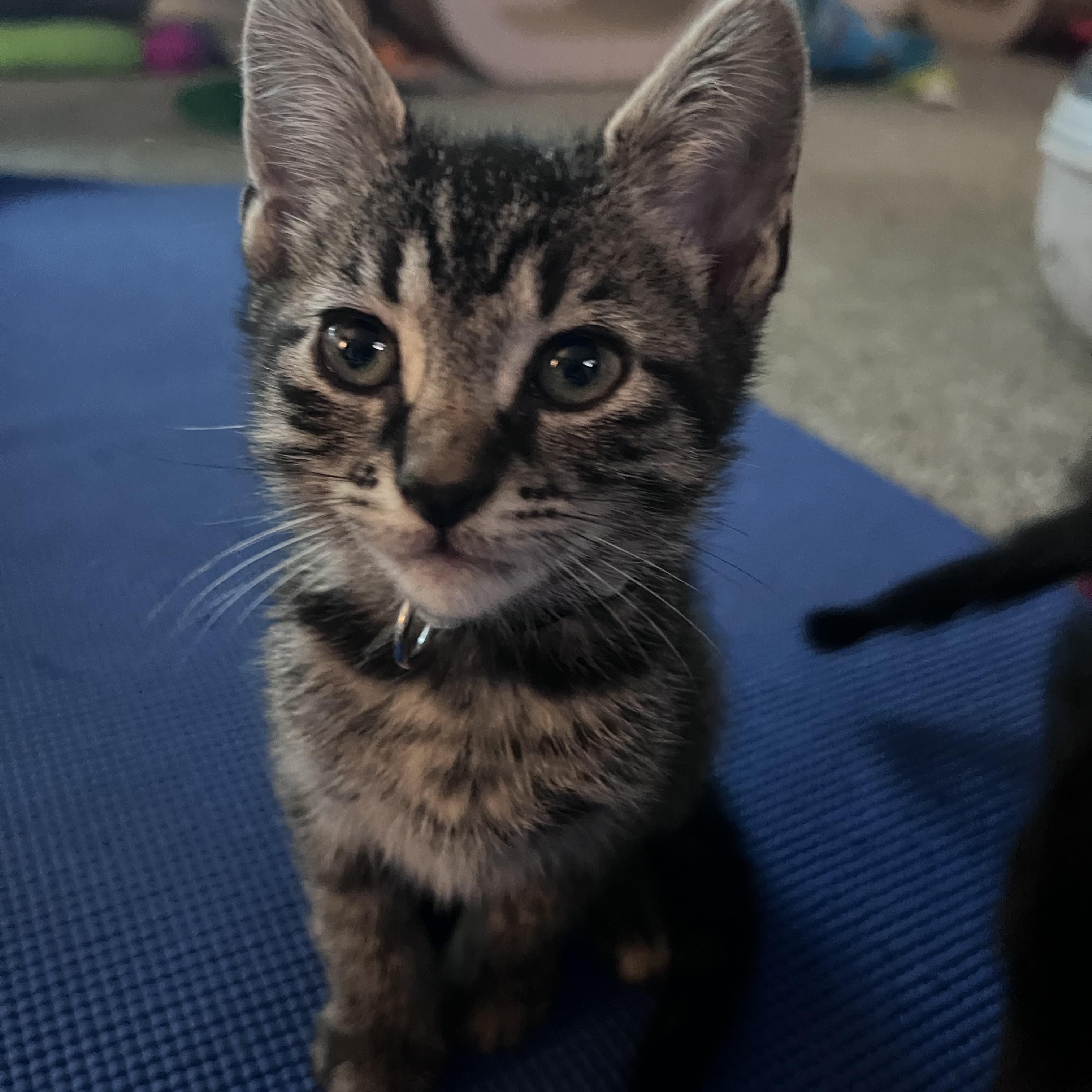 Brash, ADOPTABLE, Kitten Male Tabby.