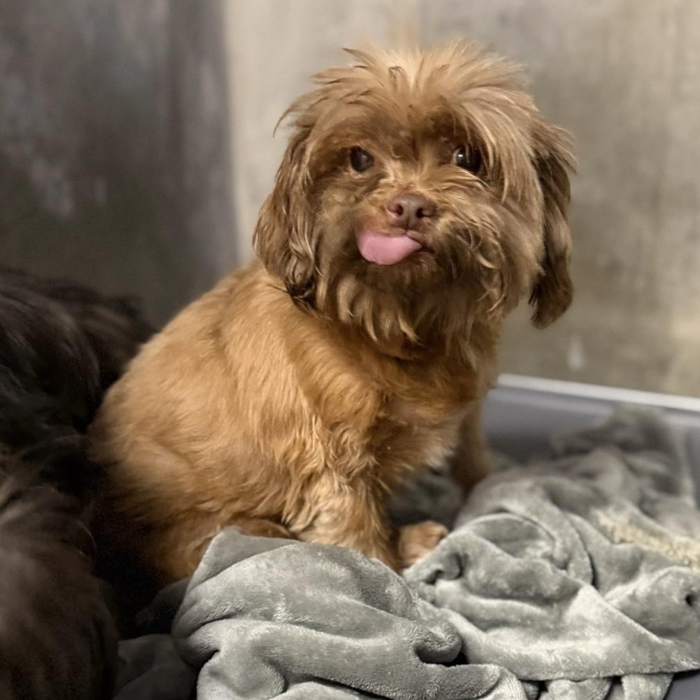 Enlarge Billie & Tuck, a ADOPTABLE Shih Tzu in Grass Valley, CA image 1/6