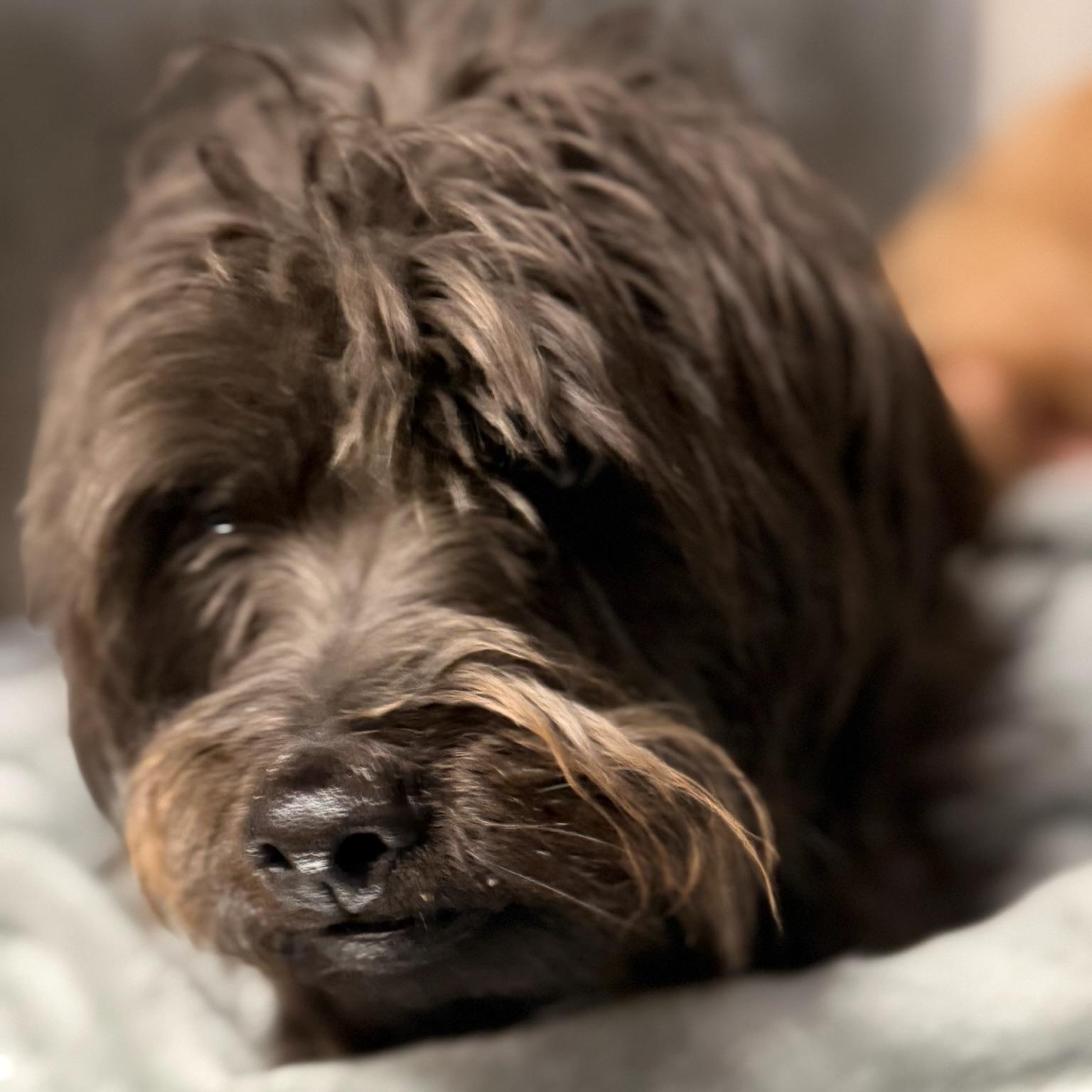 Enlarge Billie & Tuck, a ADOPTABLE Shih Tzu in Grass Valley, CA image 4/6