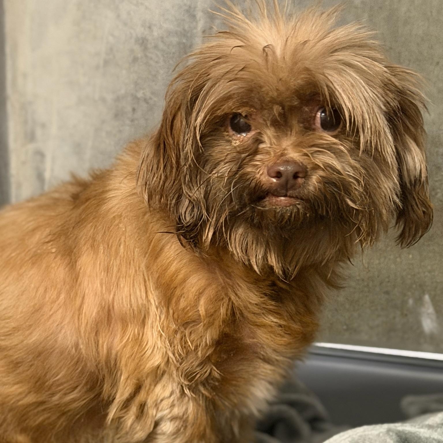 Enlarge Billie & Tuck, a ADOPTABLE Shih Tzu in Grass Valley, CA image 5/6
